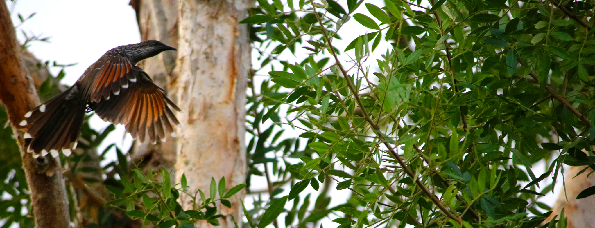 Canon EF-S 55-250mm F4-5.6 IS sample photo. Wattle bird in flight photography