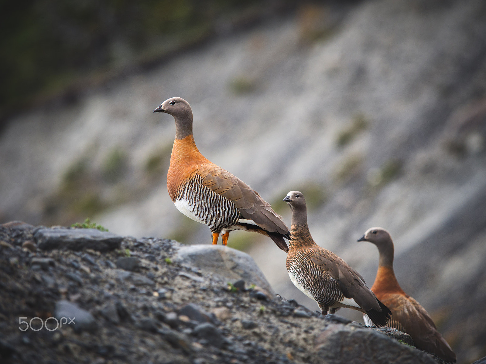 Olympus OM-D E-M5 + Olympus M.Zuiko Digital ED 40-150mm F2.8 Pro sample photo. Goose in torres del paine photography