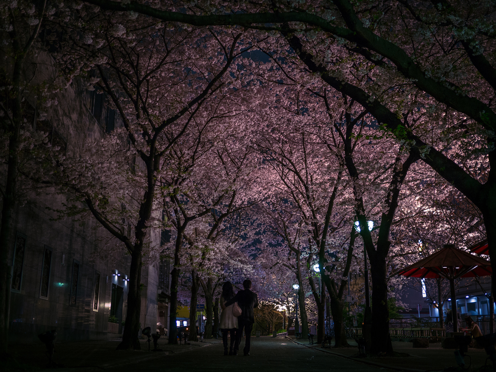 Panasonic Lumix DMC-GH2 + Panasonic Lumix G 20mm F1.7 ASPH sample photo. Sakura at night photography