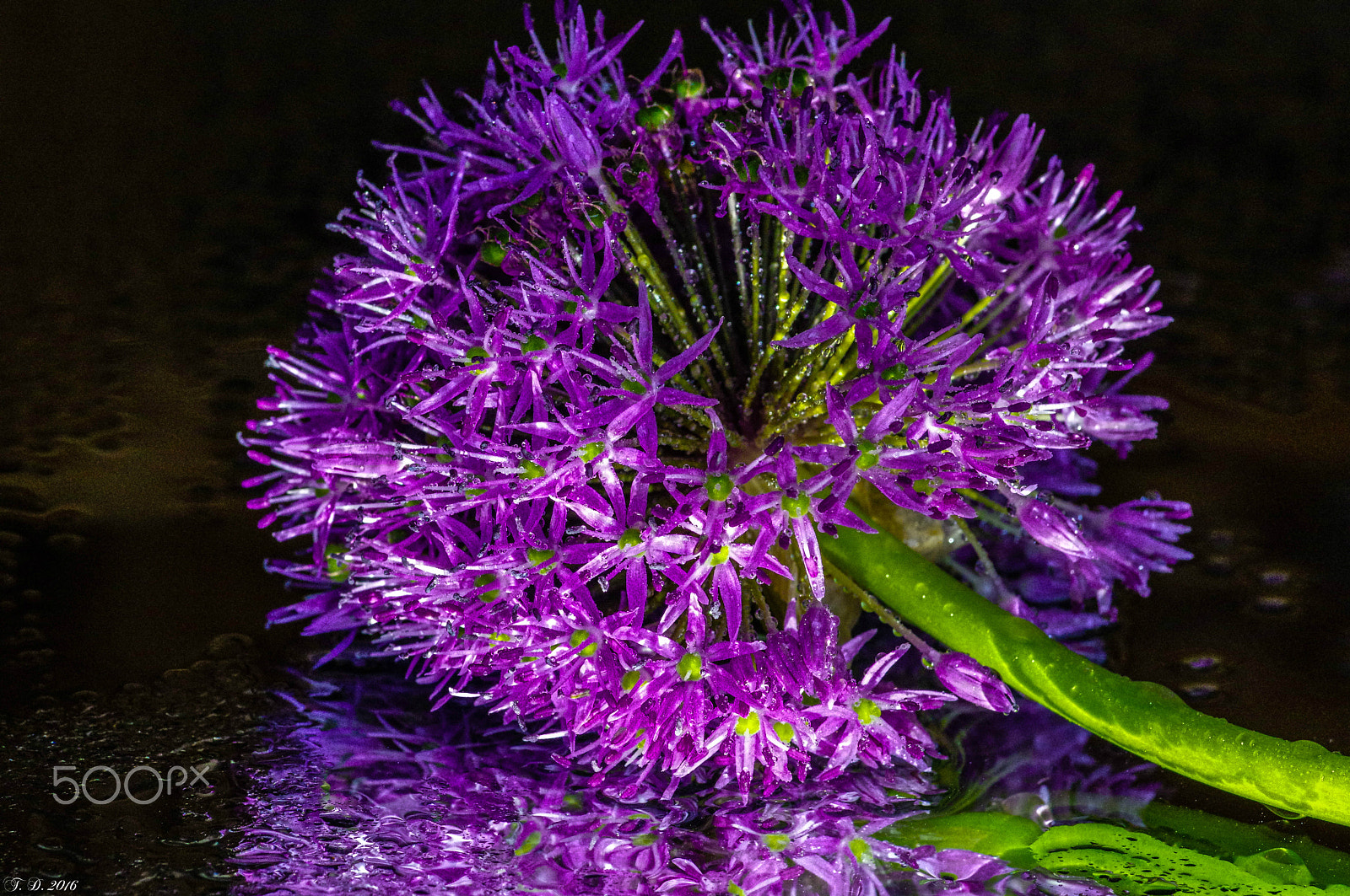 Pentax smc D-FA 100mm F2.8 macro sample photo. You hurt my soul - allium macleanii photography