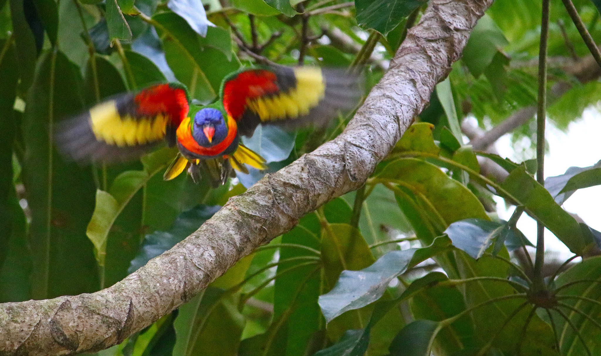 Canon EF-S 55-250mm F4-5.6 IS sample photo. Wild lorikeet photography