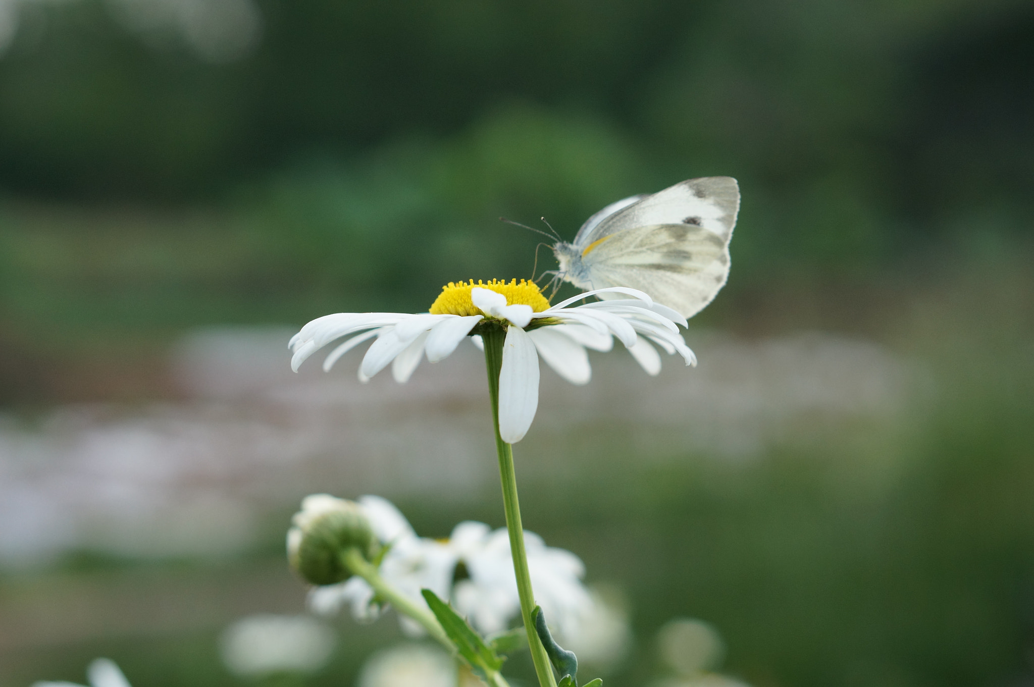 Sony Alpha NEX-5T + Sony E 50mm F1.8 OSS sample photo. 相逢 photography