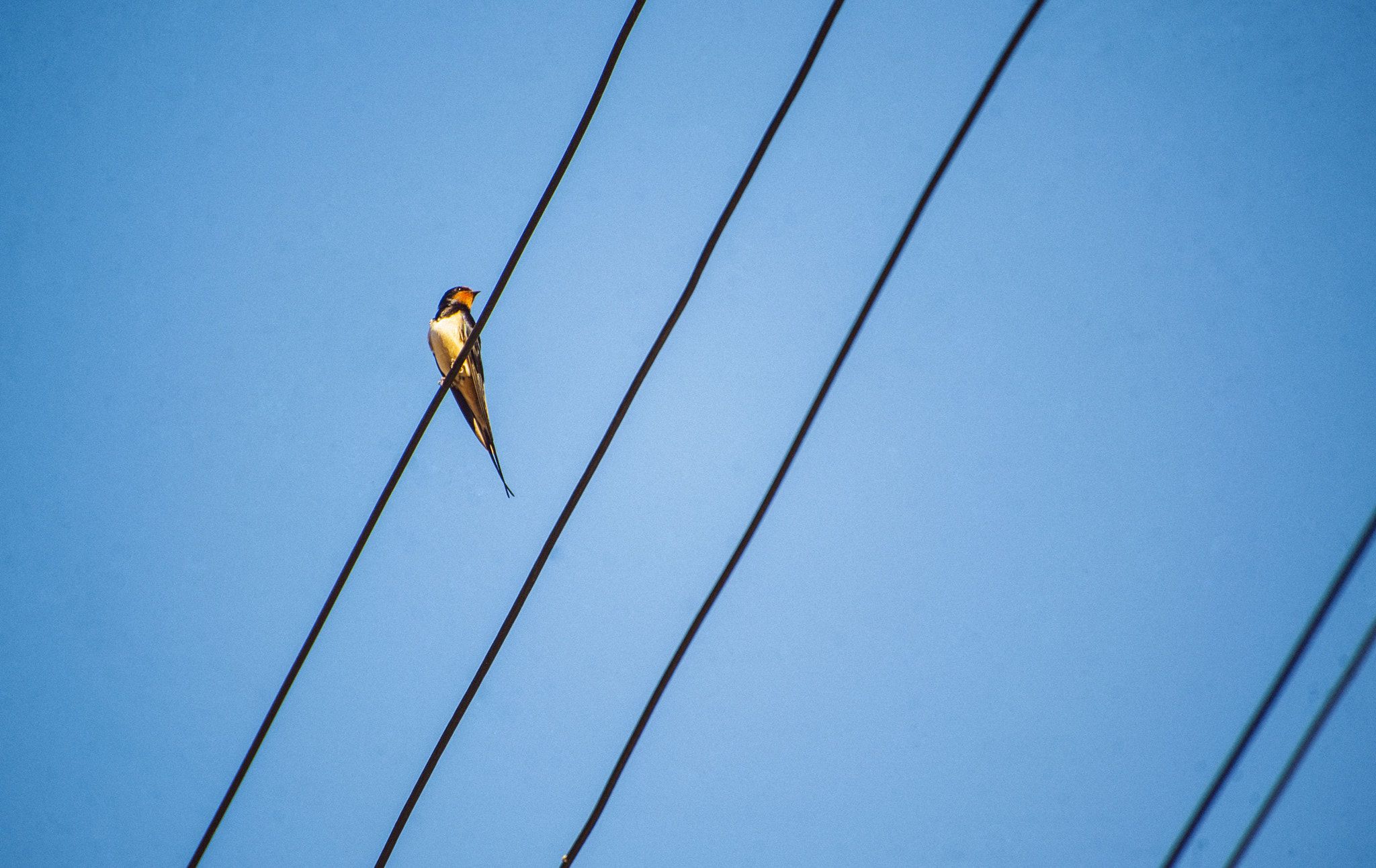 Nikon D3 sample photo. Swallow photography