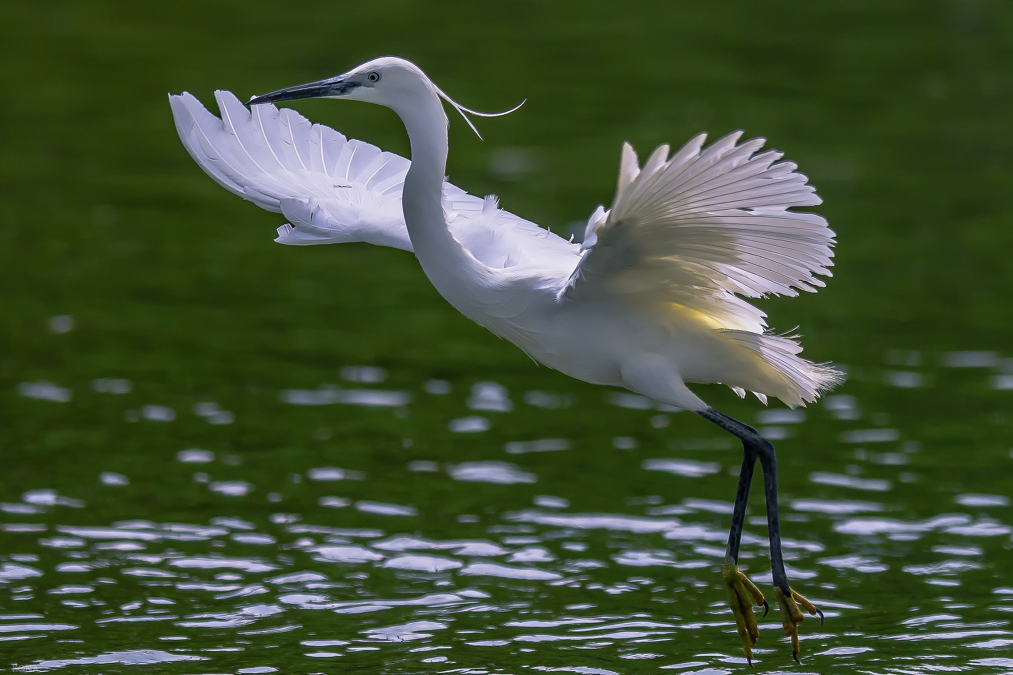 Nikon AF-S Nikkor 400mm F2.8G ED VR II sample photo. Sagi photography