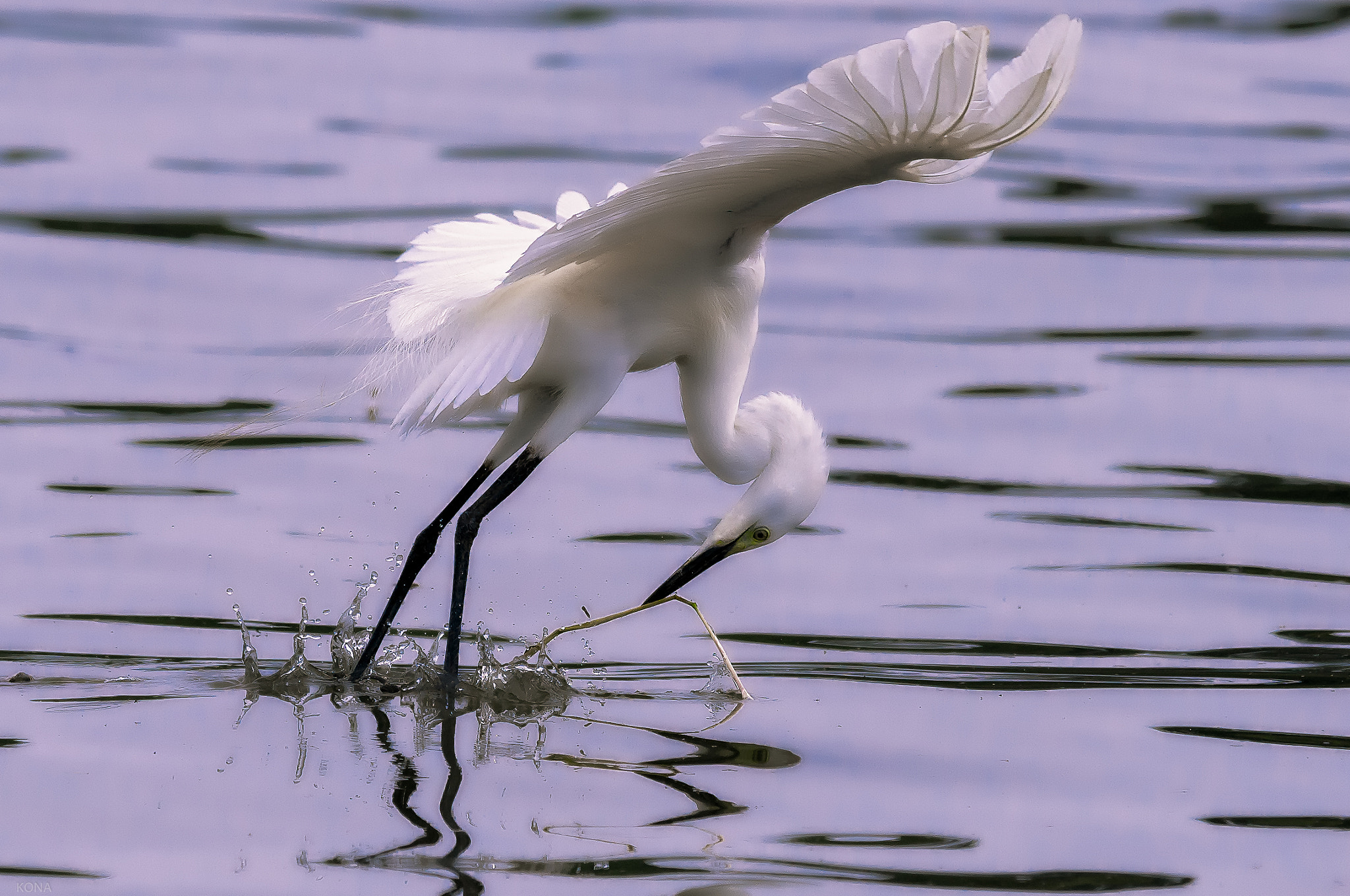 Nikon AF-S Nikkor 400mm F2.8G ED VR II sample photo. Sagi photography