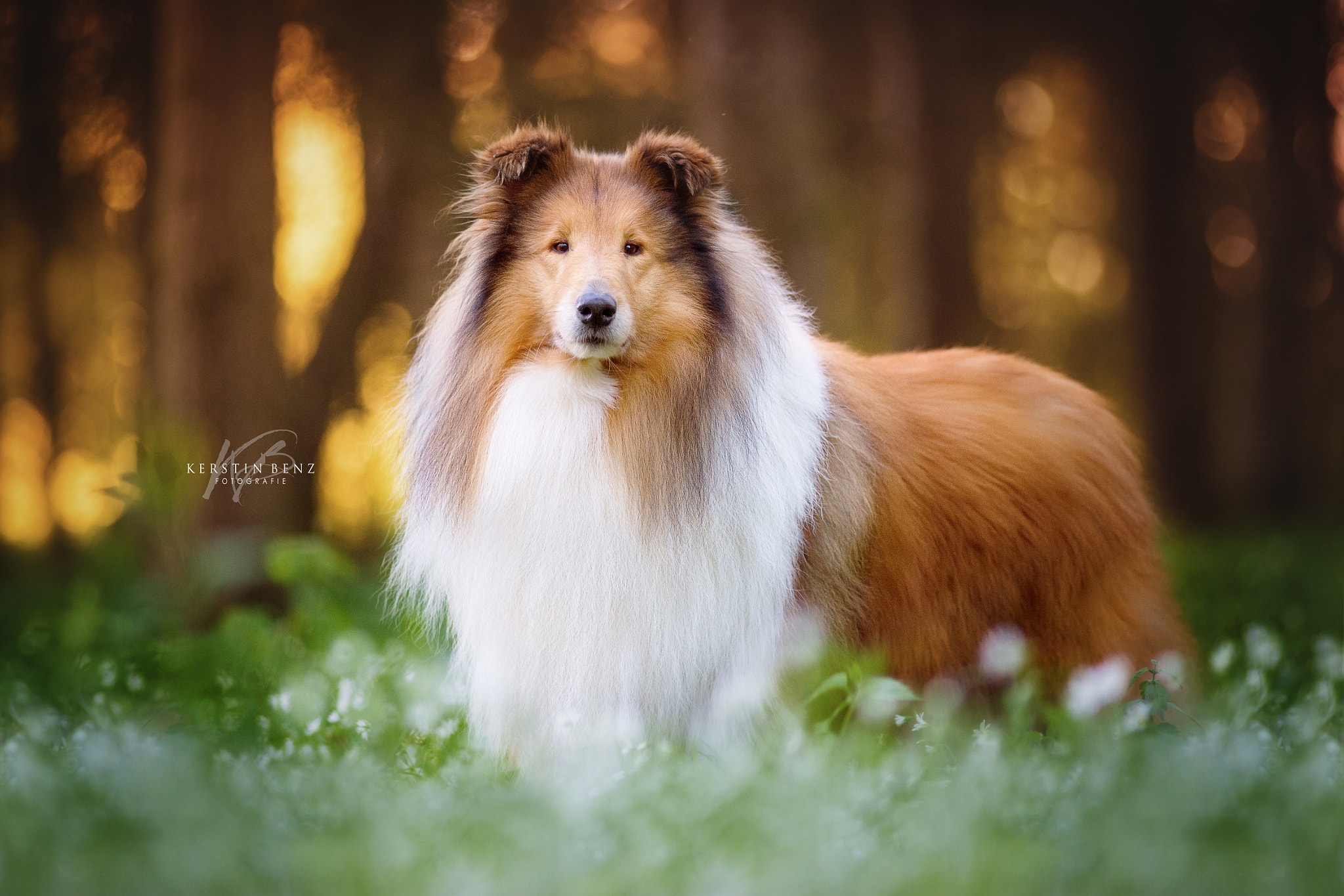 Nikon D4 sample photo. Beautiful collie photography