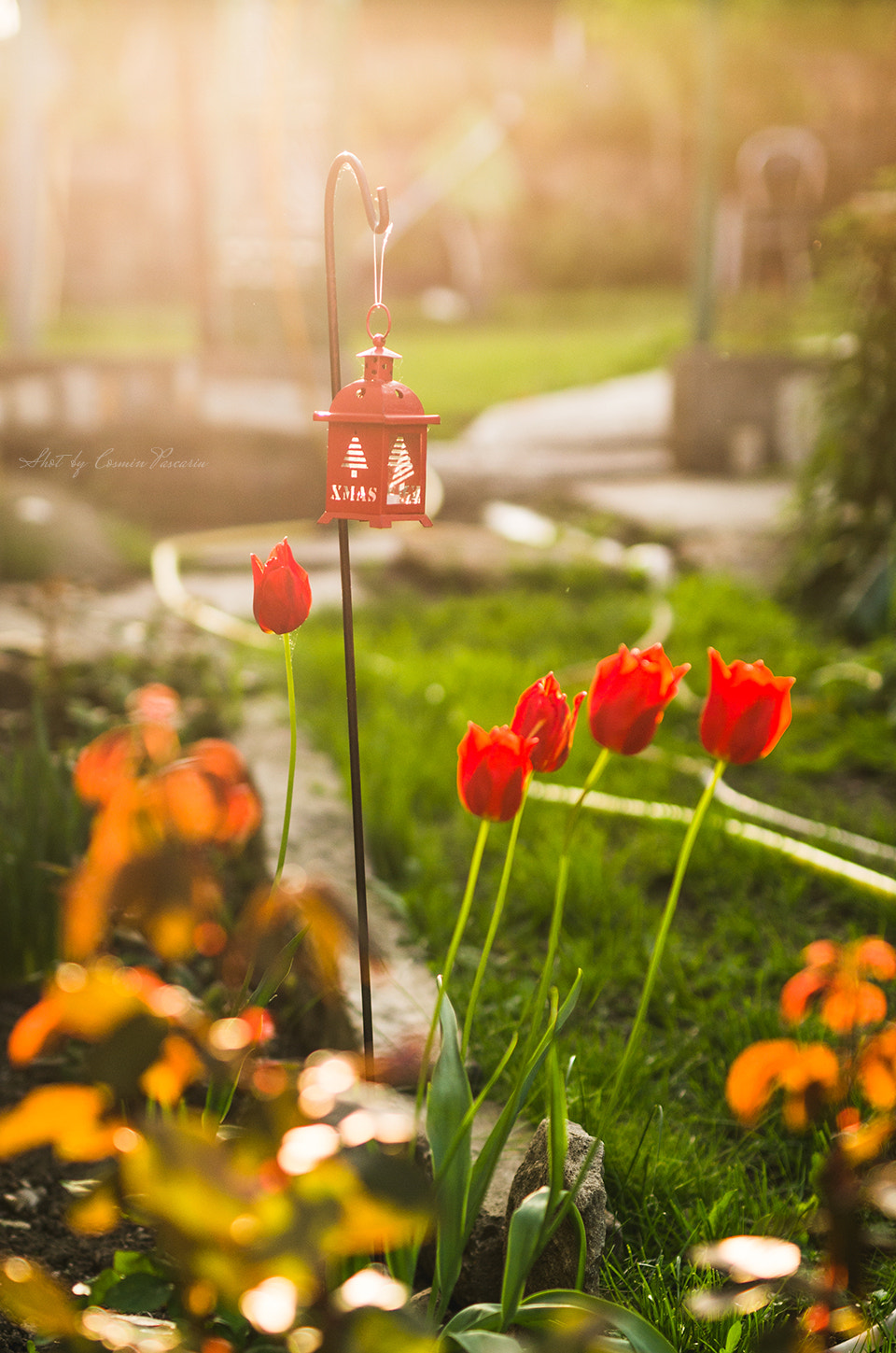Nikon D7000 + Sigma 50mm F1.4 DG HSM Art sample photo. Tulips photography