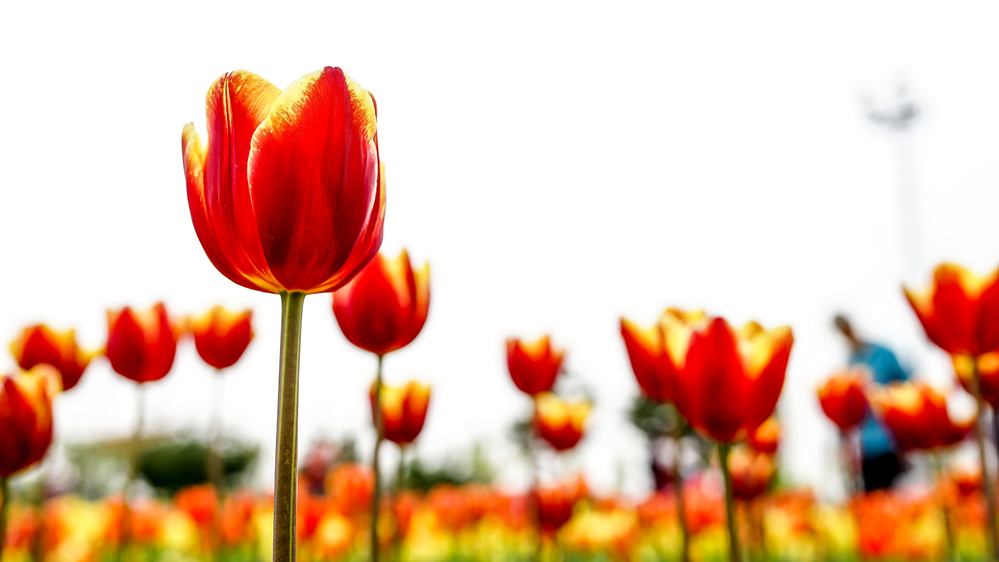 Sony a7 II + 35mm F1.4 sample photo. A tulip. photography