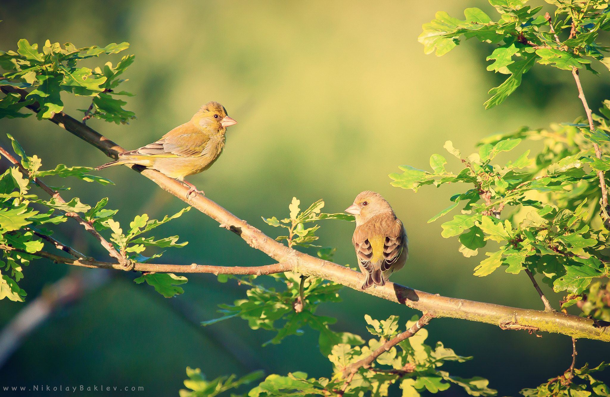 Canon EF 100-400mm F4.5-5.6L IS USM sample photo. Greenfinch photography