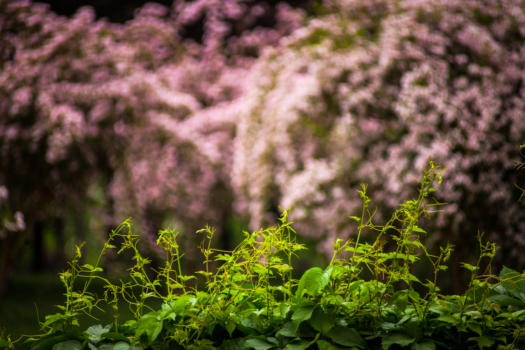 Canon EF 70-210mm f/4 sample photo. 色彩的斗争 photography