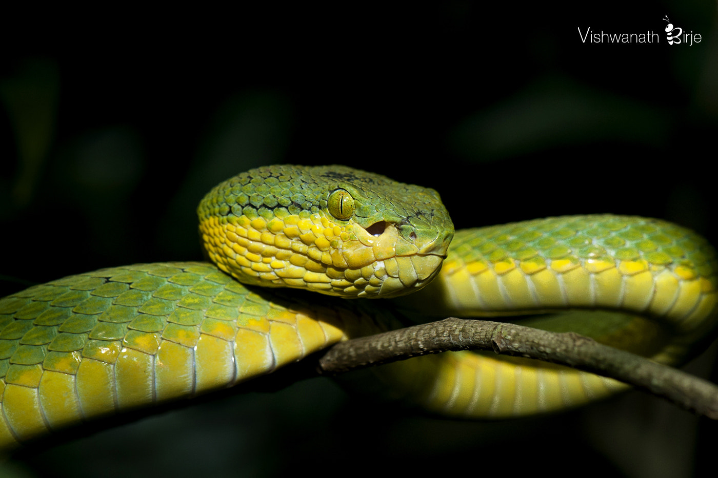 Nikon AF-S DX Micro-Nikkor 85mm F3.5G ED VR sample photo. Bamboo pit viper photography