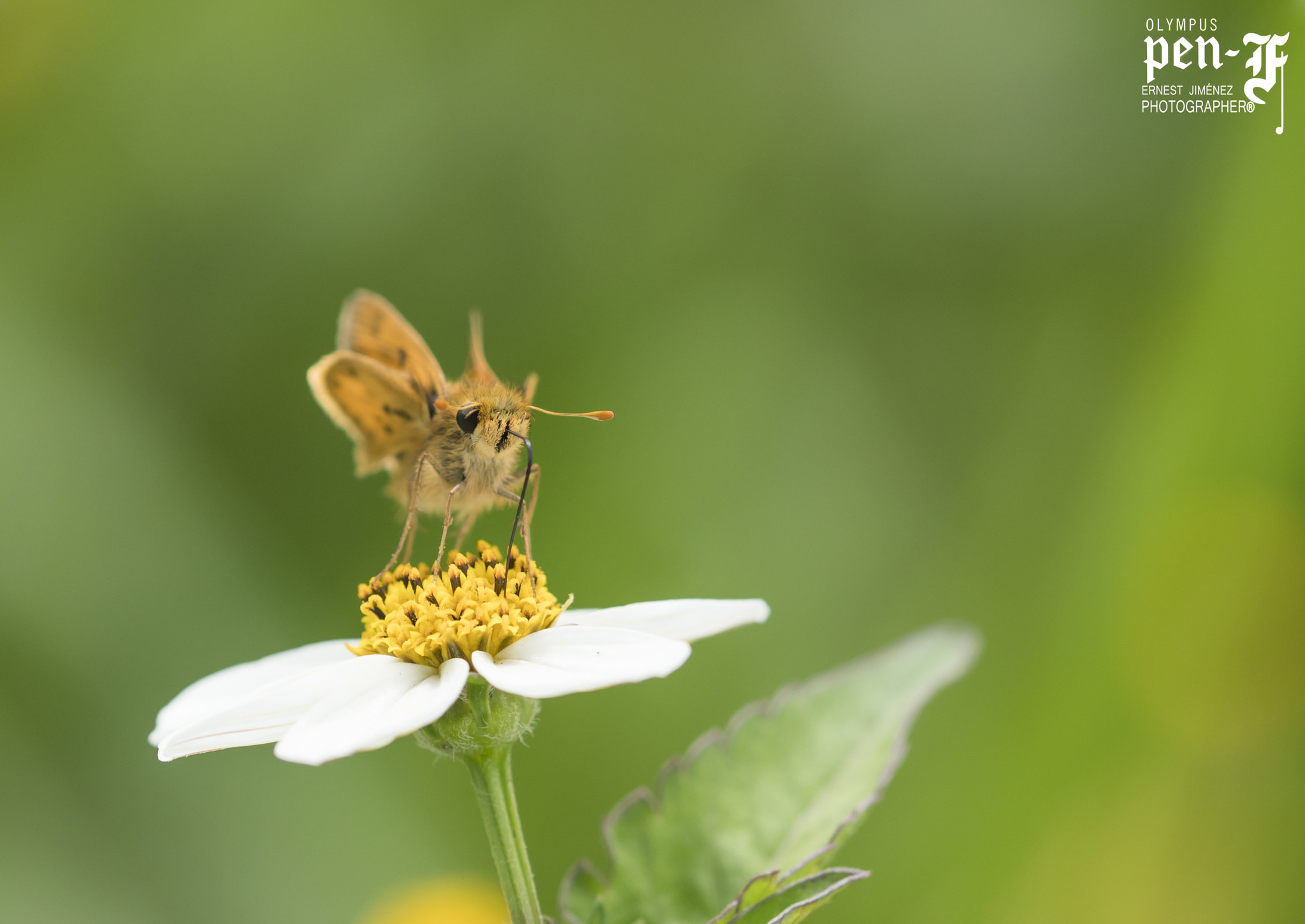 Olympus PEN-F + Olympus M.Zuiko Digital ED 40-150mm F2.8 Pro sample photo. Morning butterfly breakfast !!! photography