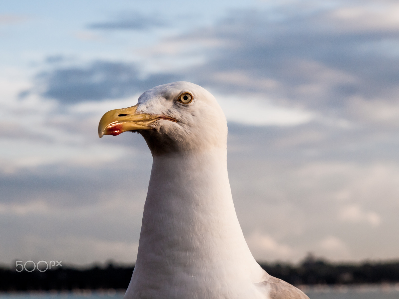 Olympus E-30 + Olympus Zuiko Digital 14-54mm F2.8-3.5 II sample photo. Seagull photography