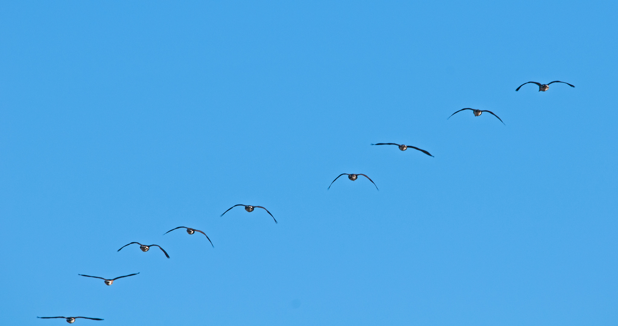 Sigma 150-500mm F5-6.3 DG OS HSM sample photo. 6849.jpg photography