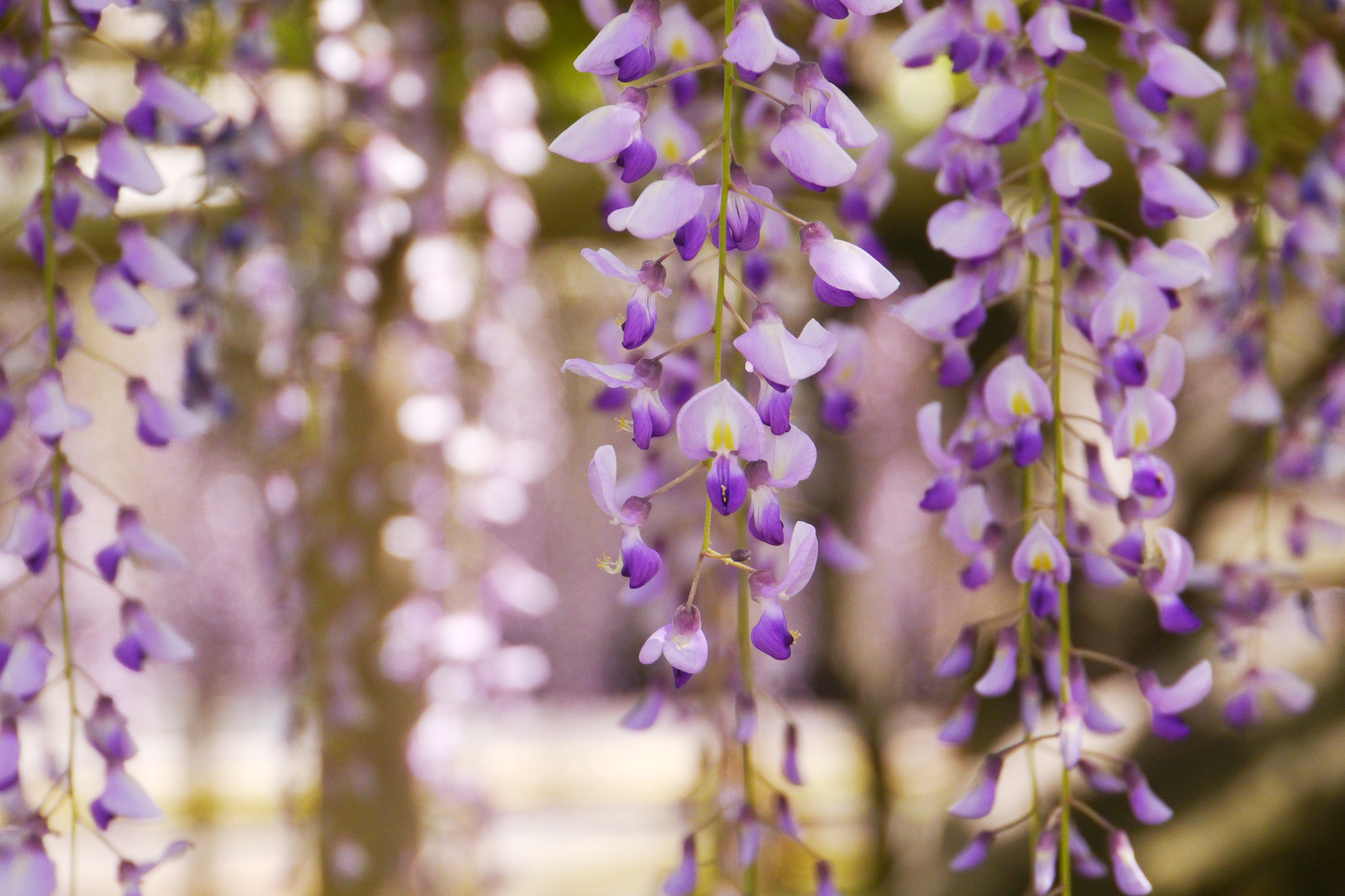 Panasonic Lumix DMC-GX1 sample photo. Wisteria in sun light photography