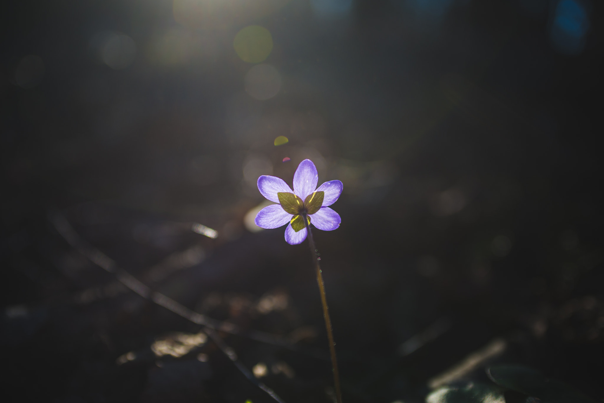 Nikon D610 + AF Zoom-Nikkor 35-70mm f/2.8D sample photo. Blueflower. photography