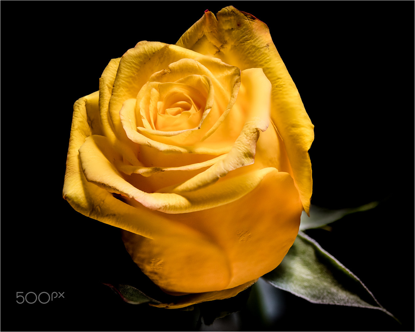 Canon EOS 5DS + Canon EF 100mm F2.8 Macro USM sample photo. Rose layers photography