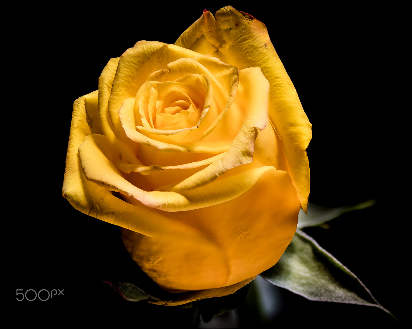 Canon EOS 5DS sample photo. Rose layers photography