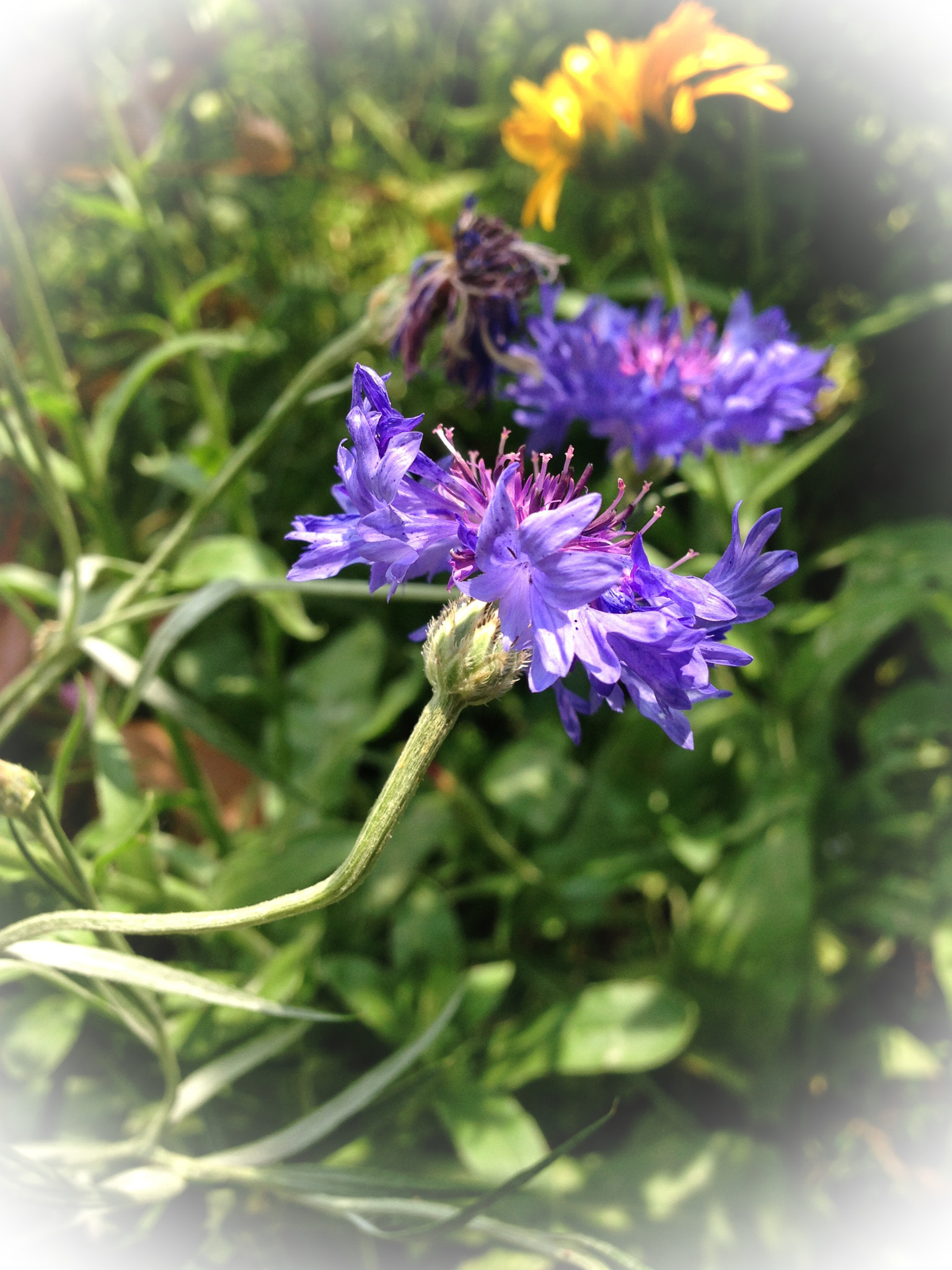 Apple iPhone5,2 sample photo. Fiordalisi photography