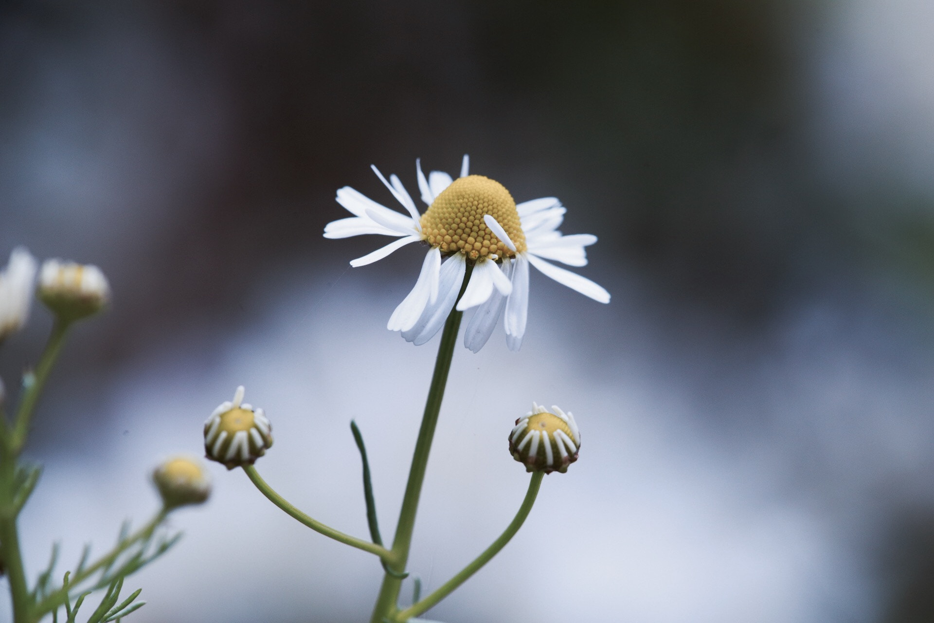 Canon EF 180mm F3.5L Macro USM sample photo. Chamomile photography