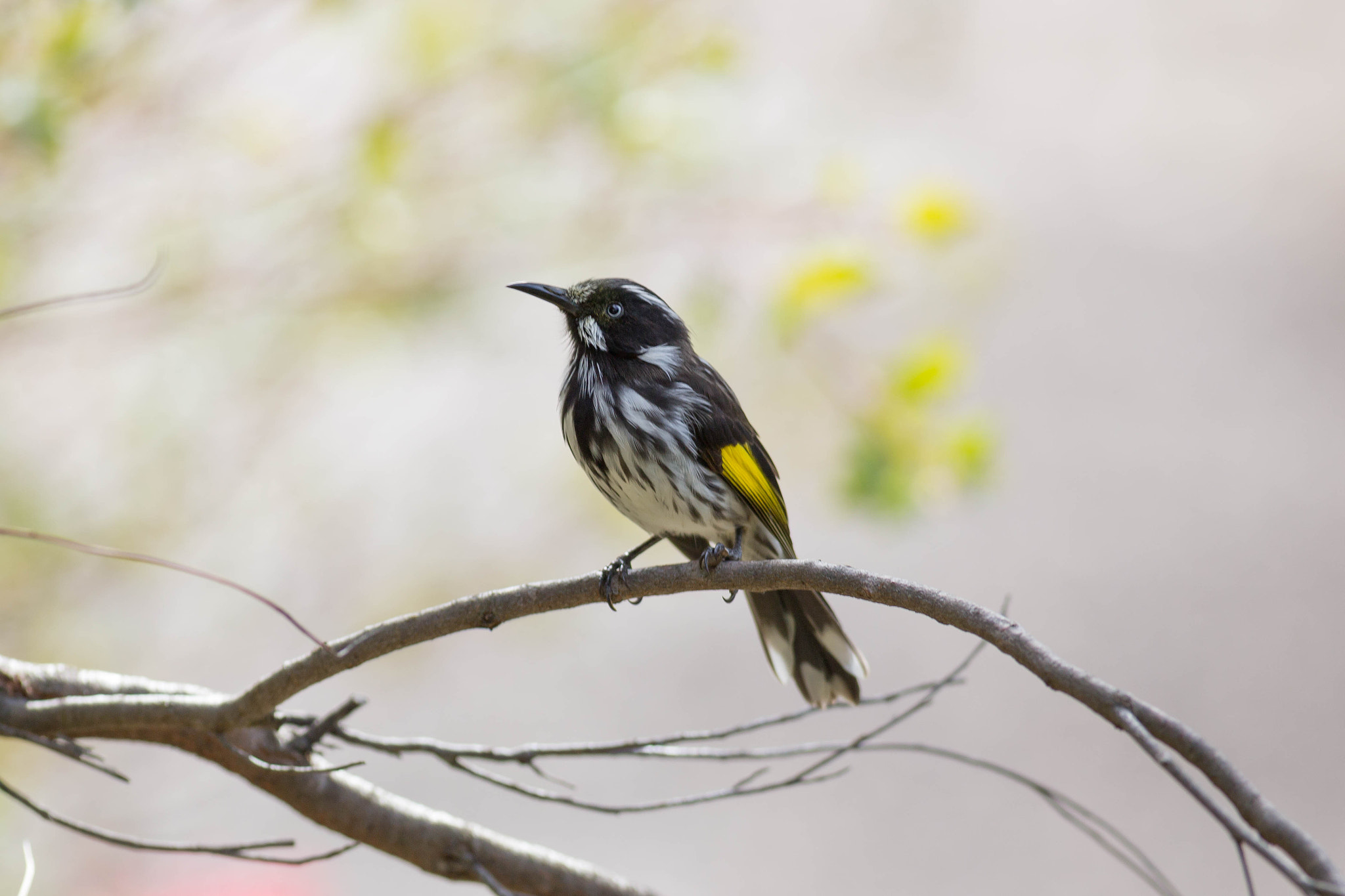 Canon EOS 6D + Canon EF 400mm F5.6L USM sample photo. New holland honeyeater photography