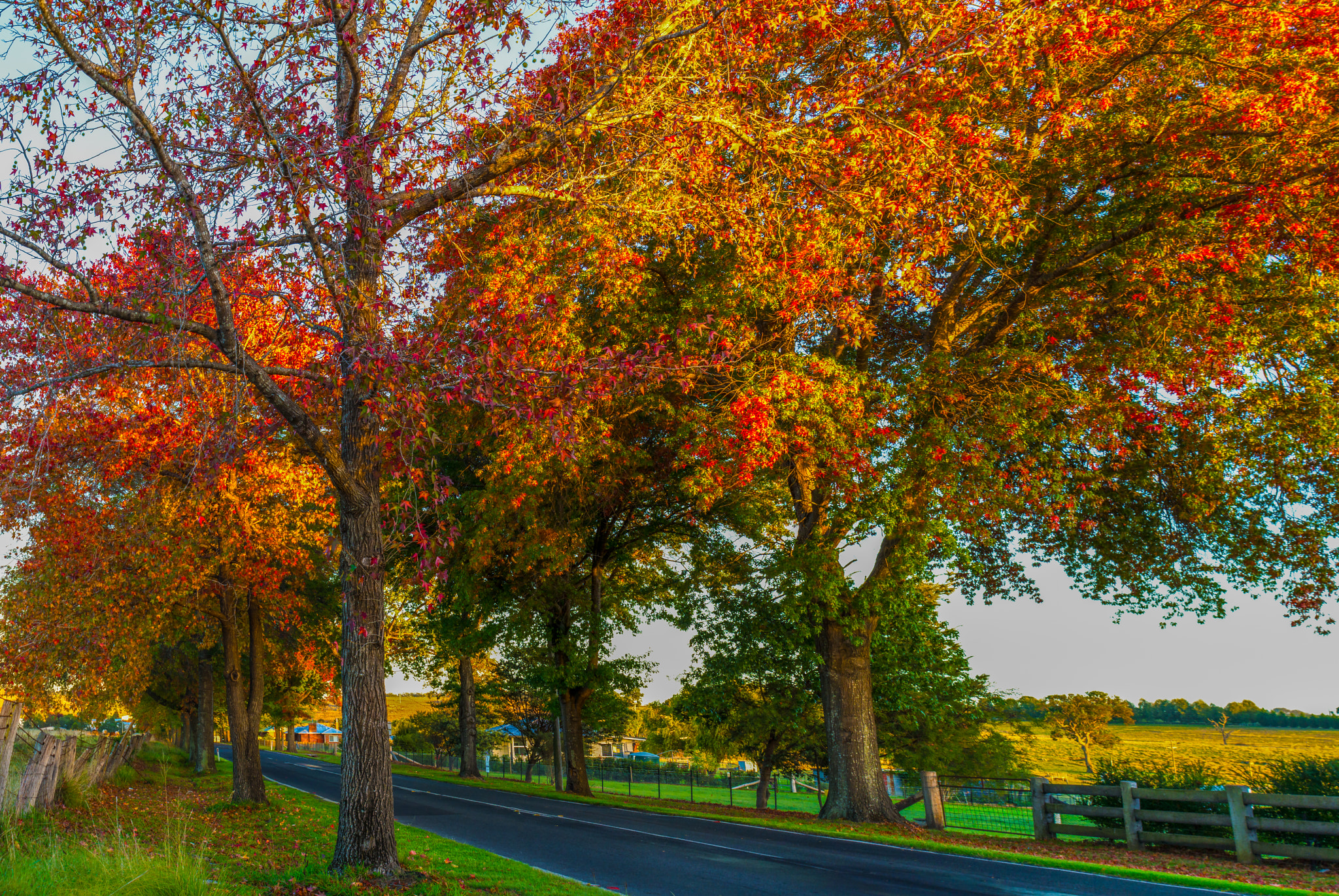 Nikon D7200 + Nikon AF Nikkor 24mm F2.8D sample photo. Autumn colours - tenterfield - new south wales photography