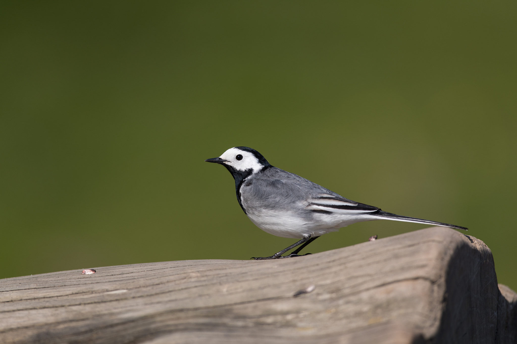 Canon EF 400mm F2.8L IS USM sample photo. White wagtail photography