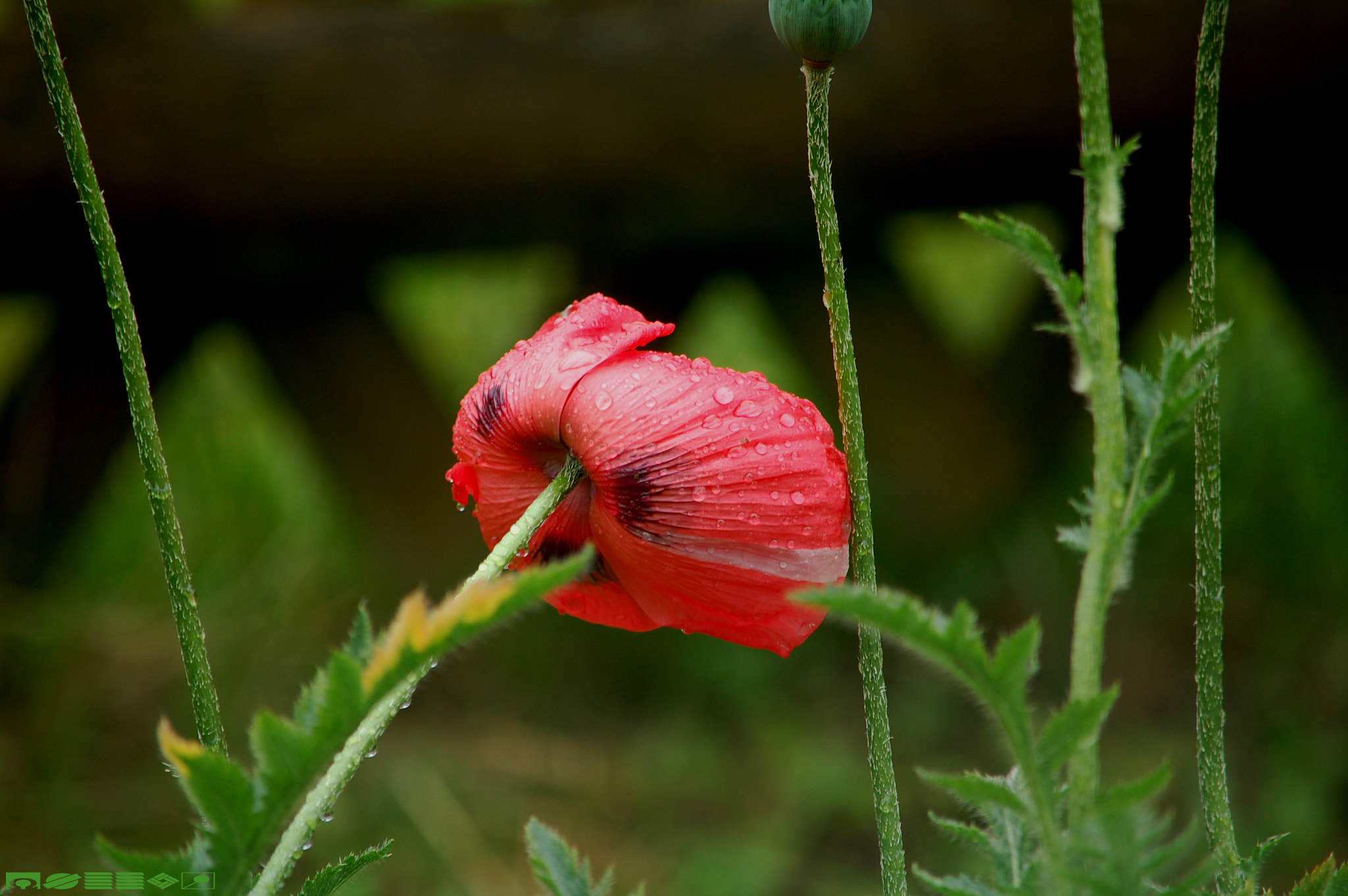 Nikon D50 sample photo. Foto photography