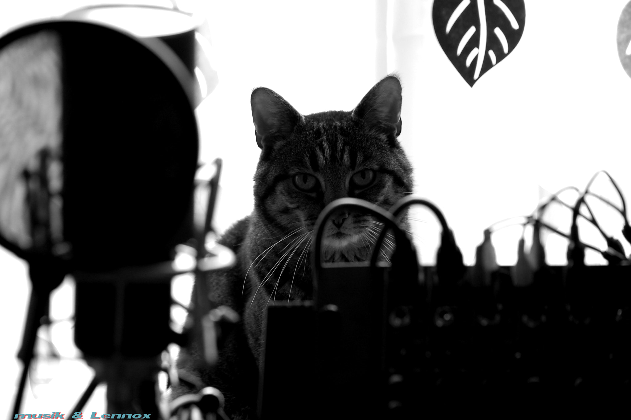 Nikon D50 sample photo. Foto photography