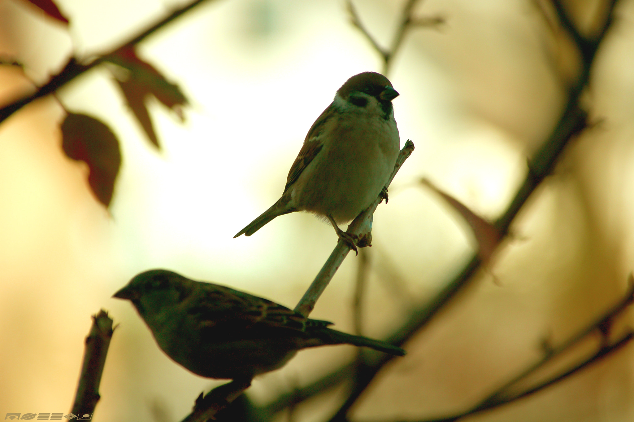 Nikon D50 sample photo. Foto photography