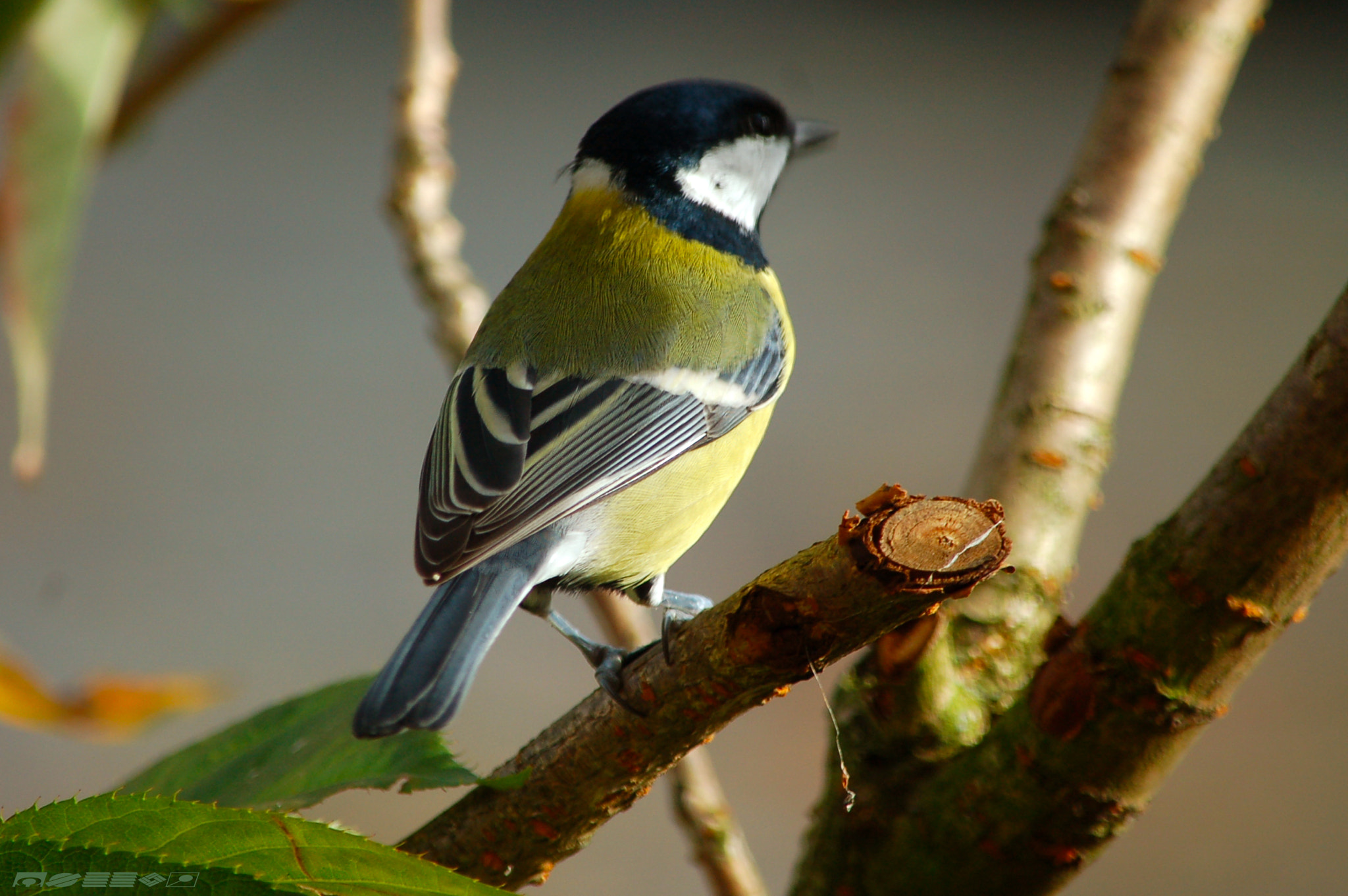 Nikon D50 sample photo. Foto photography