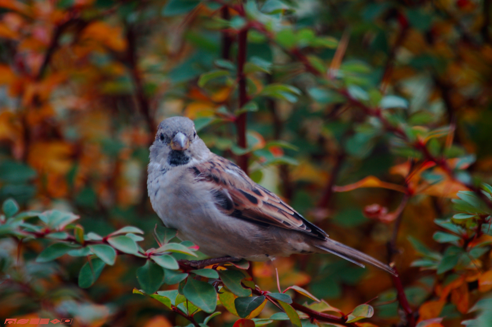 Nikon D50 sample photo. Foto photography
