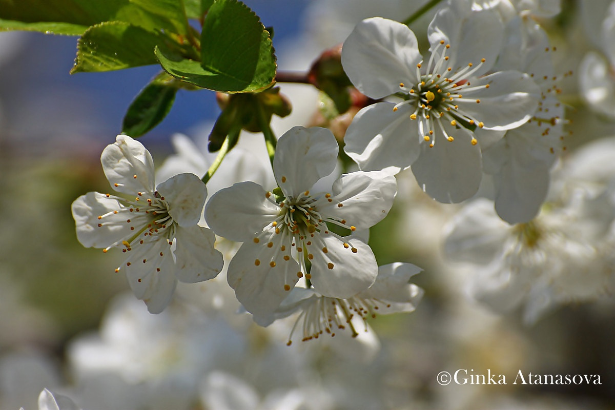 Sigma 50-200mm F4-5.6 DC OS HSM sample photo. Spring color photography