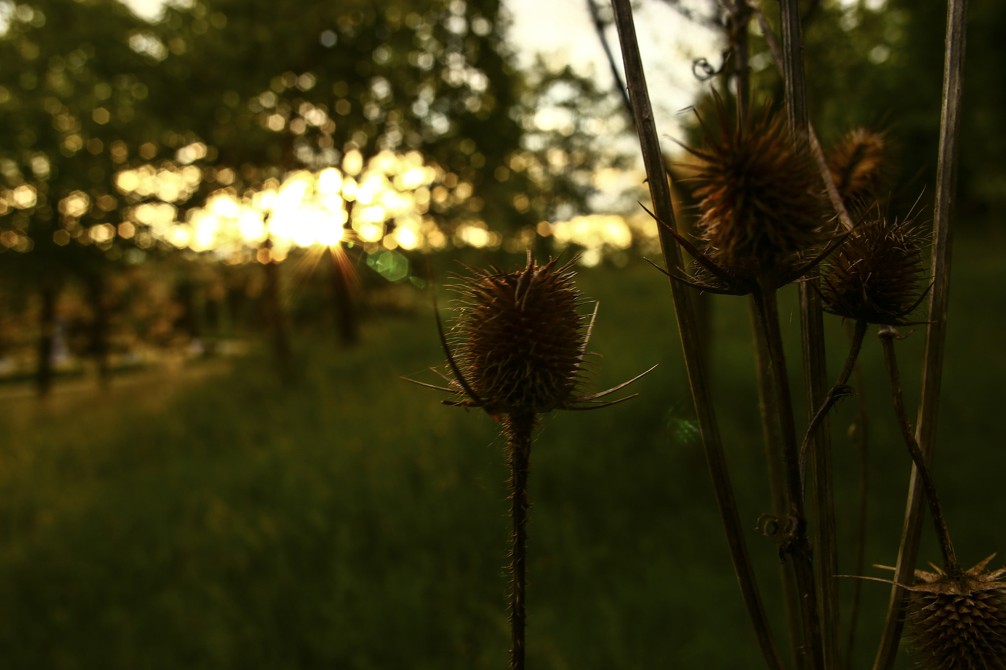 Canon EOS 6D + Canon EF 24mm F2.8 sample photo. Macro elements photography