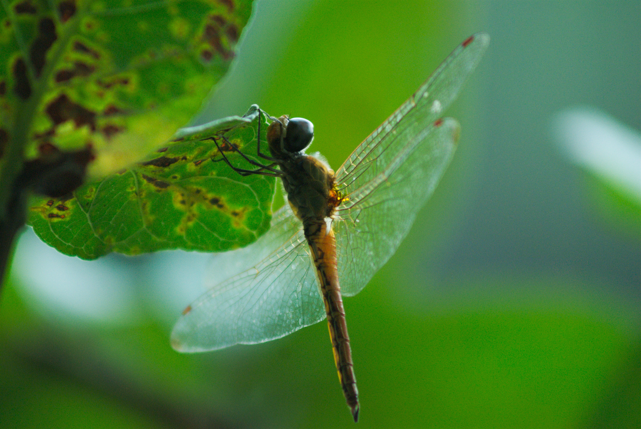 AF Zoom-Nikkor 75-300mm f/4.5-5.6 sample photo. Dragonfly photography