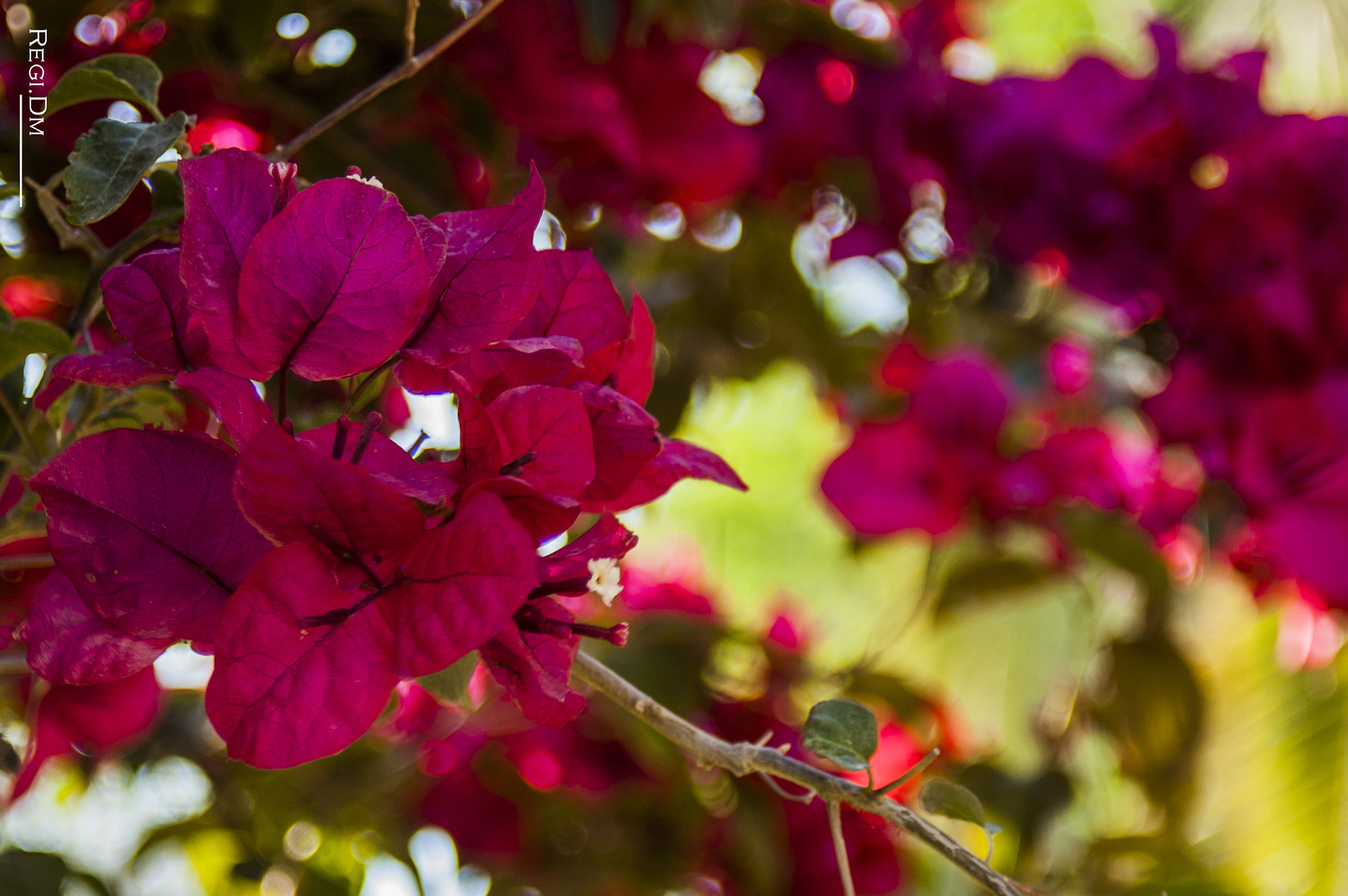 AF Zoom-Nikkor 28-80mm f/3.3-5.6G sample photo. Tree with flowers photography