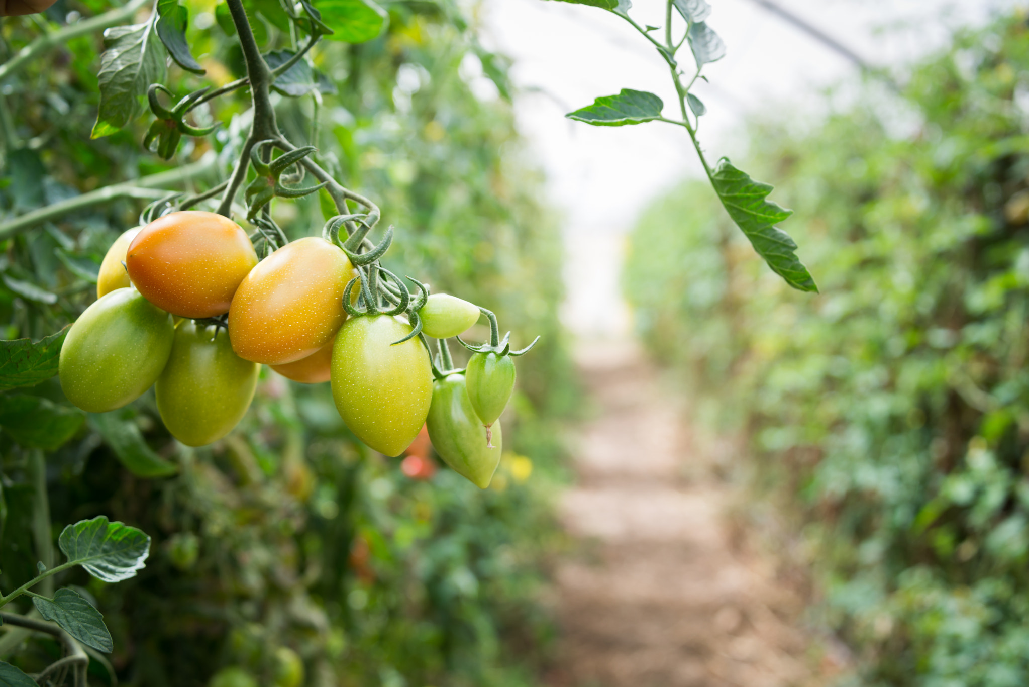 Cherry tomato