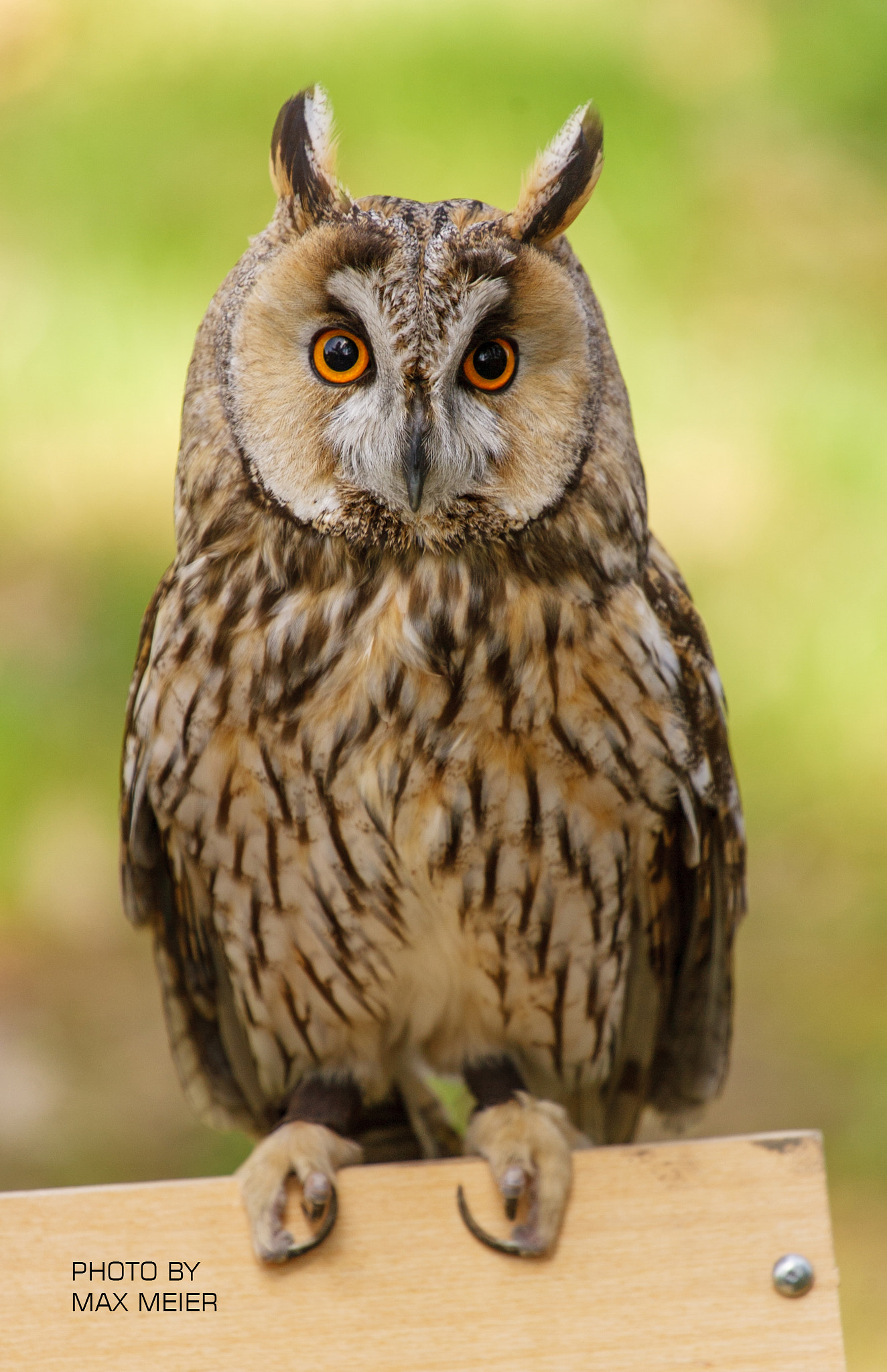Canon EOS-1D Mark II sample photo. Owl photography