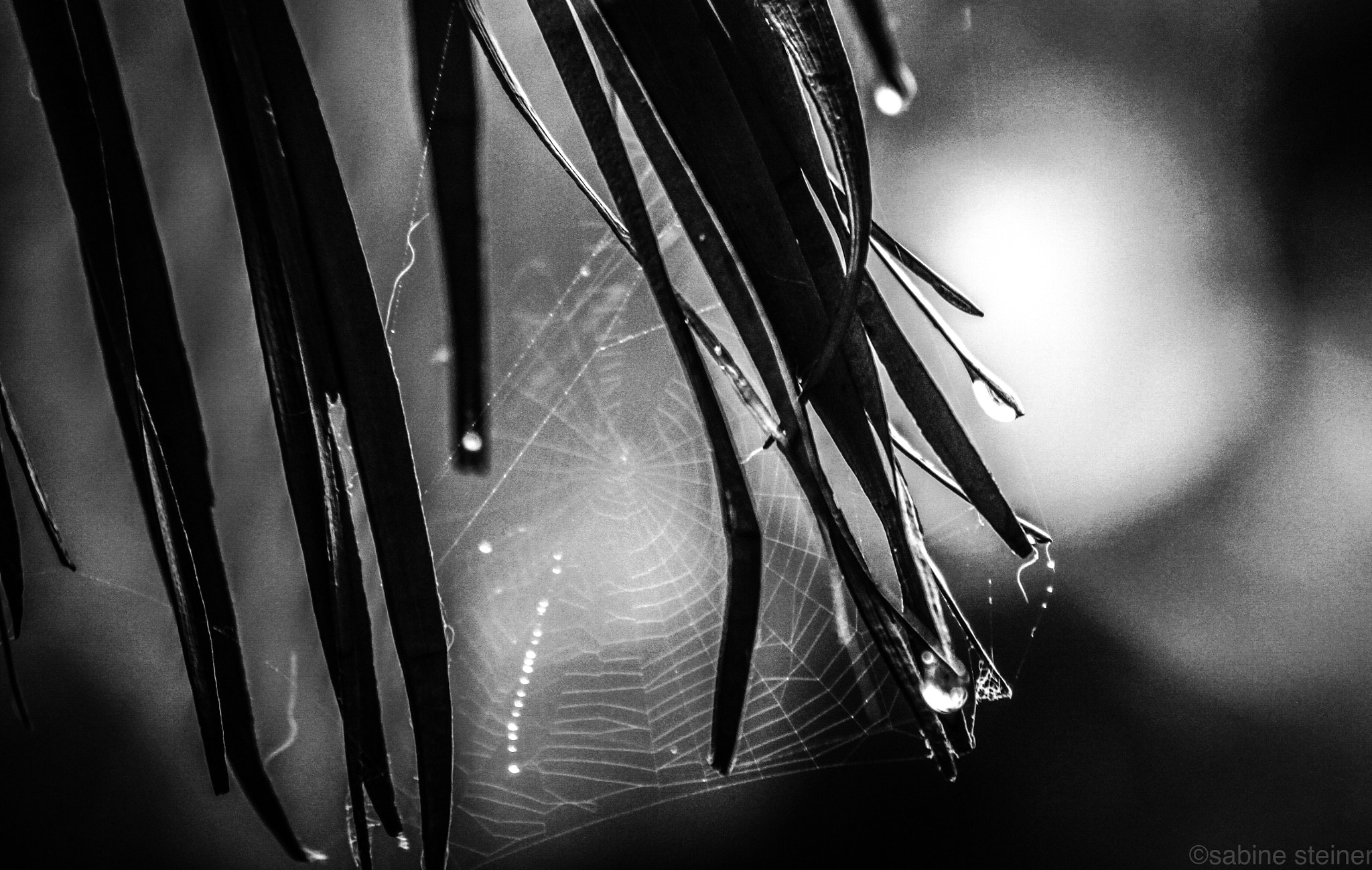 Canon EF 70-300mm F4-5.6 IS USM sample photo. Spider web on rainy day photography