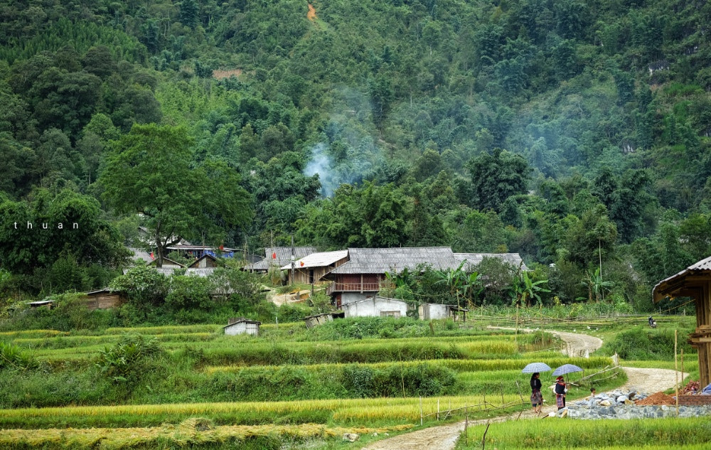 Fujifilm X-A2 + Fujifilm XF 60mm F2.4 R Macro sample photo. In sapa vietnam photography