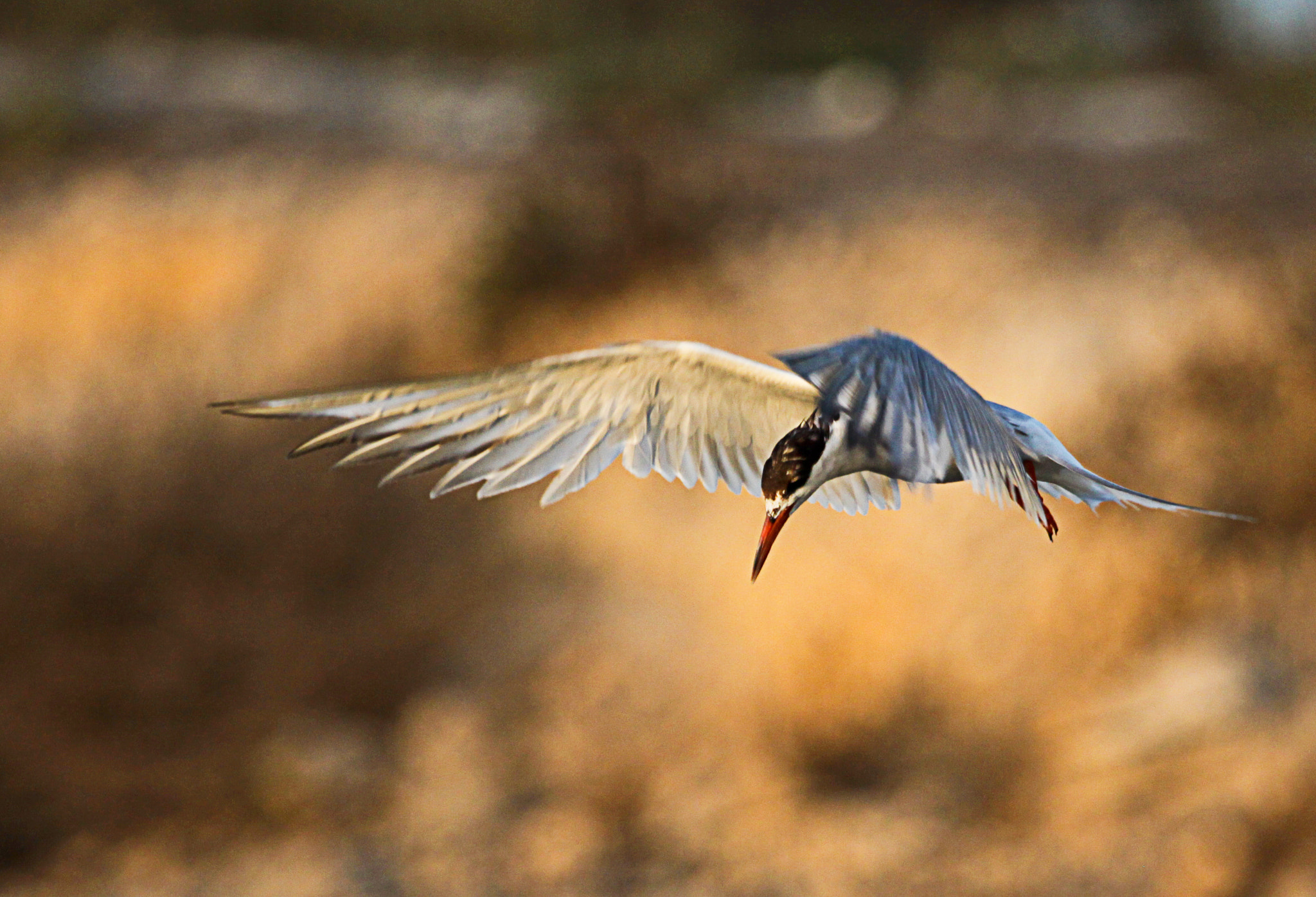 Canon EF 100-400mm F4.5-5.6L IS USM sample photo. Seagull photography