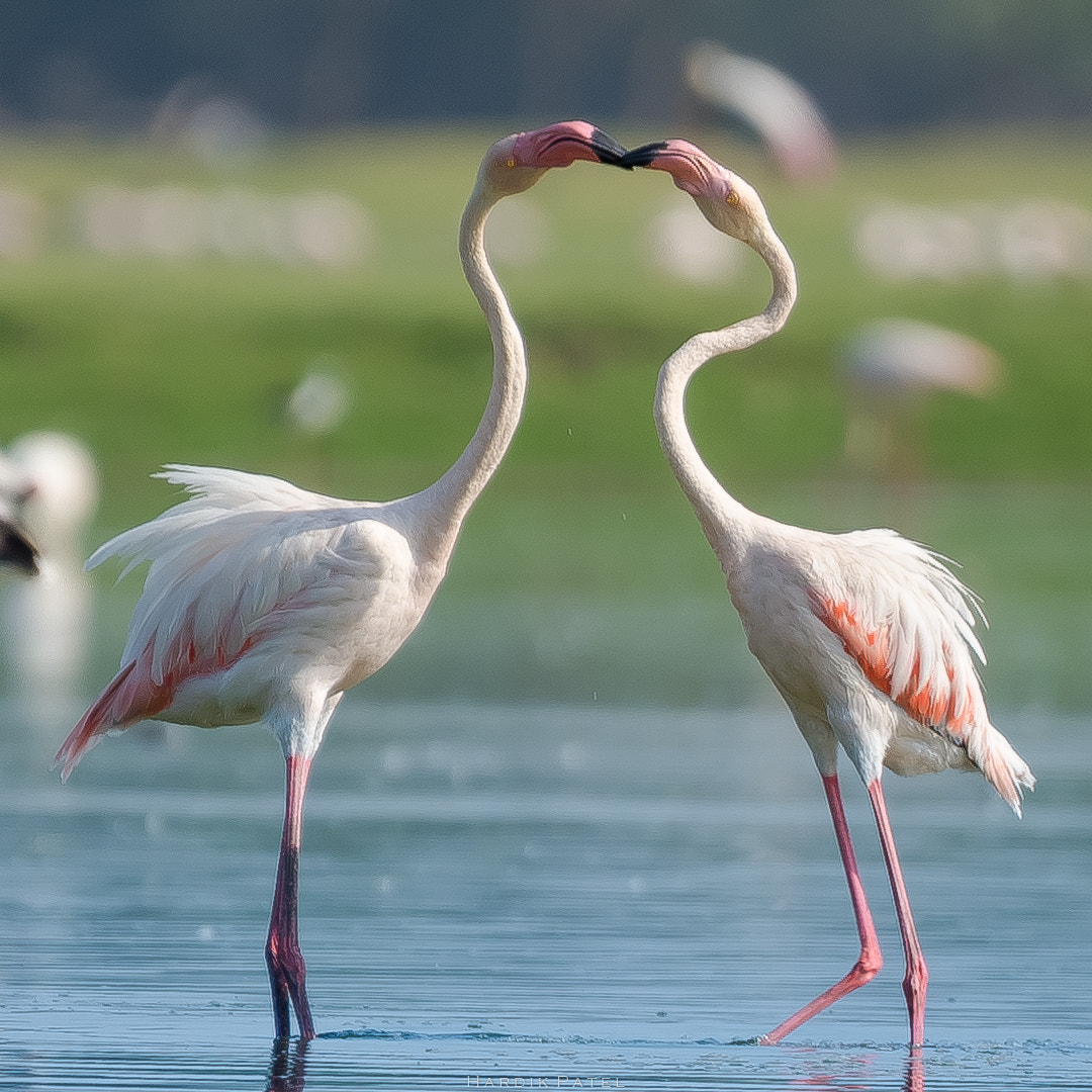 Nikon D4S sample photo. Greater flamingo.. photography