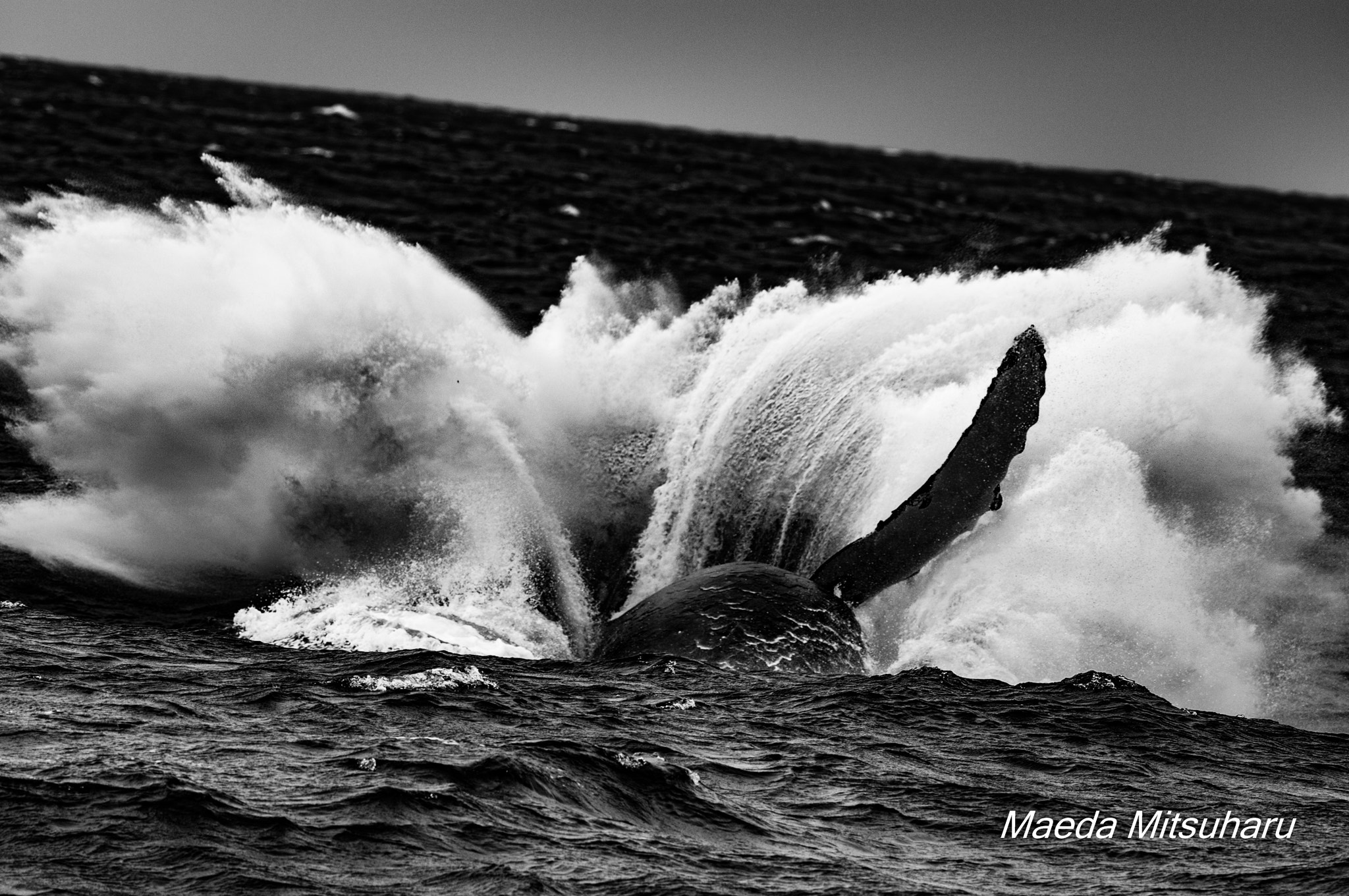 Nikon D300 + Nikon AF-S Nikkor 300mm F2.8G ED-IF VR sample photo. Humpback whale photography