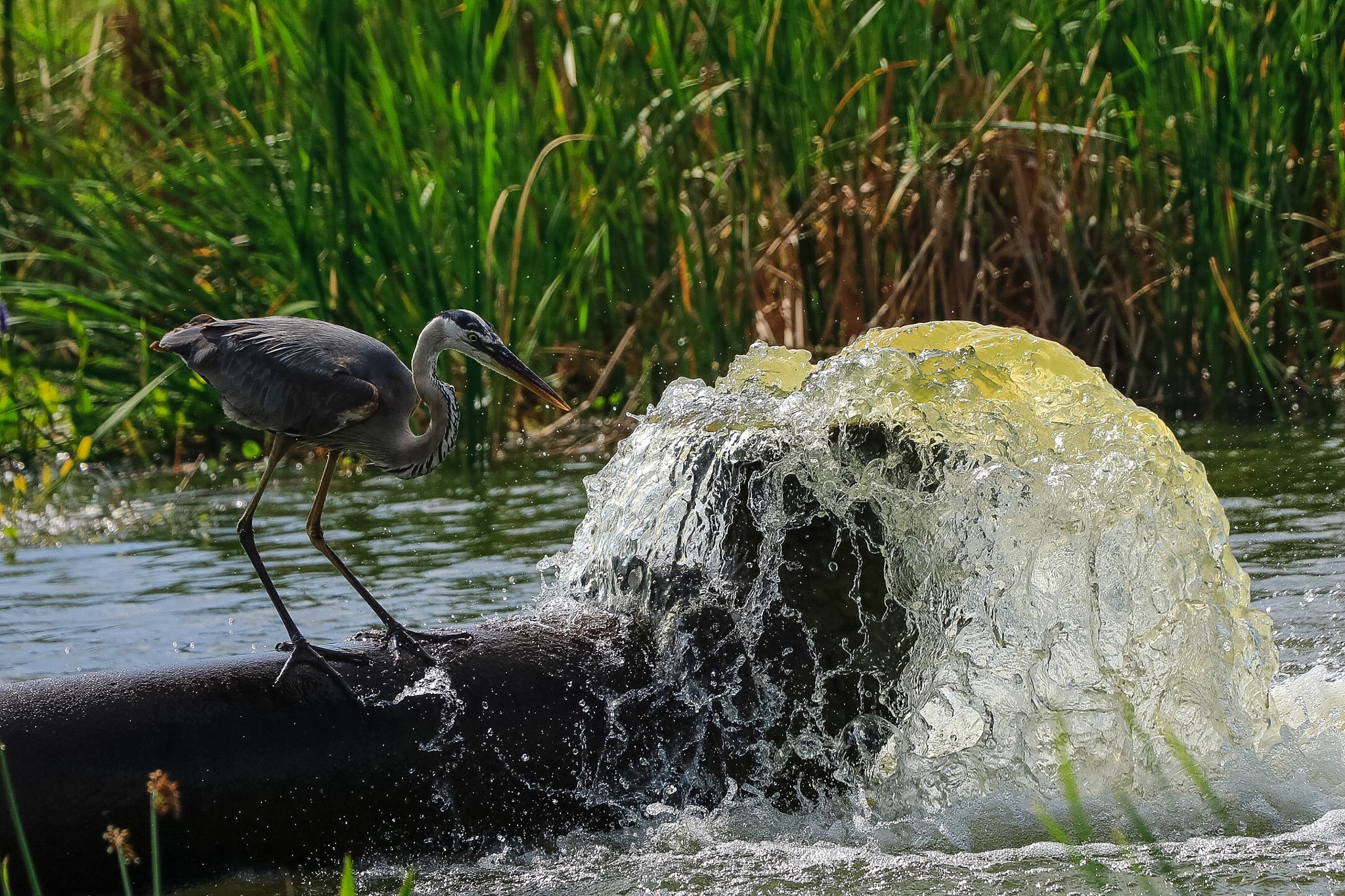 Canon EF-S 18-135mm F3.5-5.6 IS USM sample photo. Viera wetlands photography