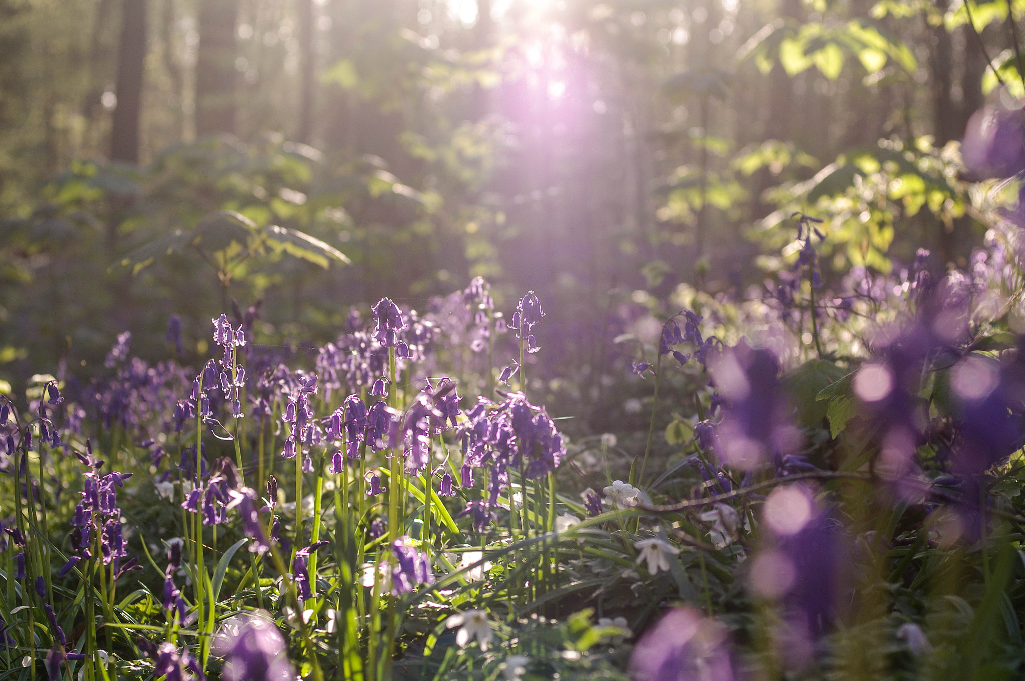 Pentax K-7 sample photo. Fifty shades of purple photography