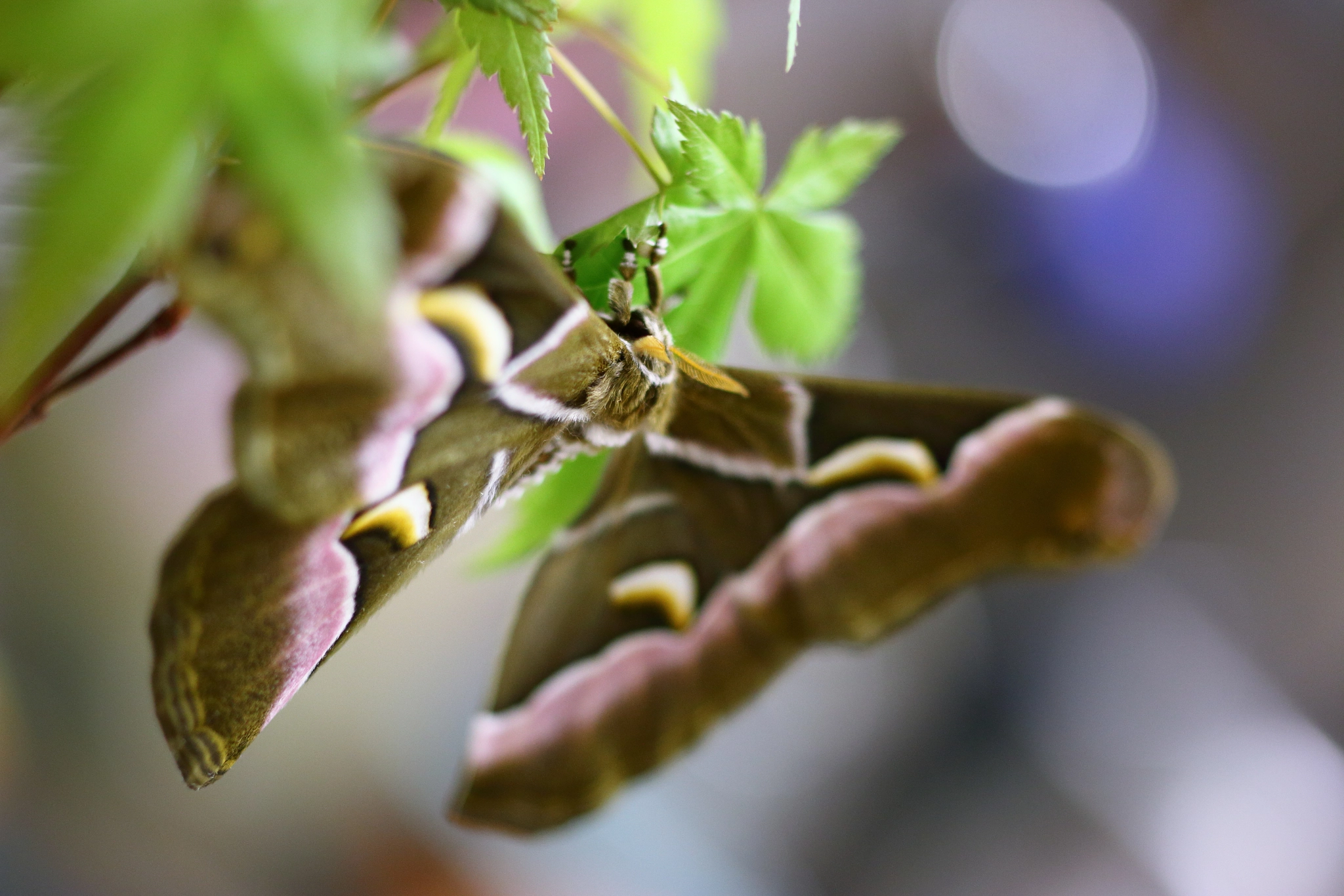 ZEISS Makro-Planar T* 50mm F2 sample photo. Purple dream photography