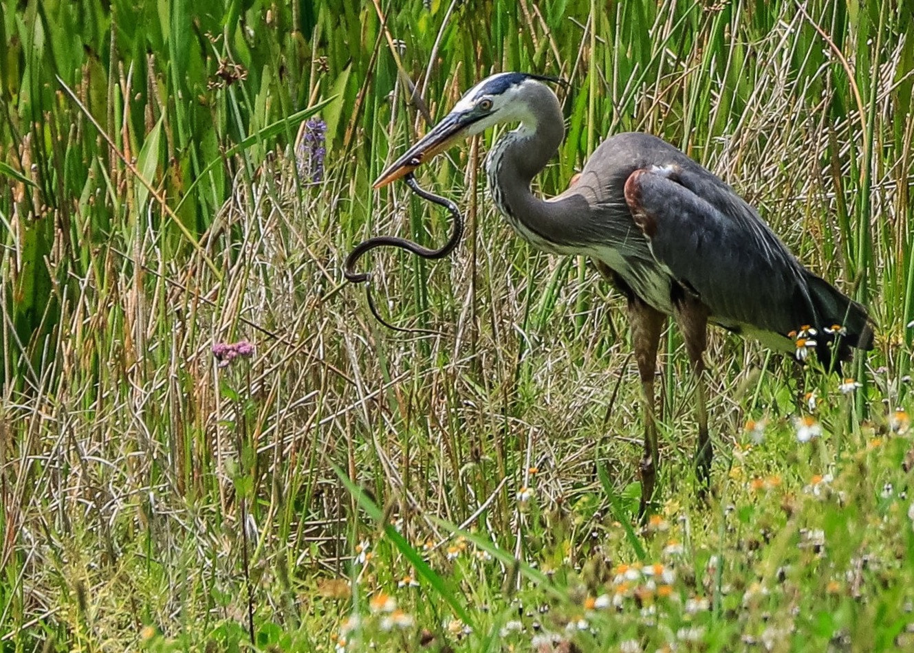 Canon EF-S 18-135mm F3.5-5.6 IS USM sample photo. Black snake breakfast... photography