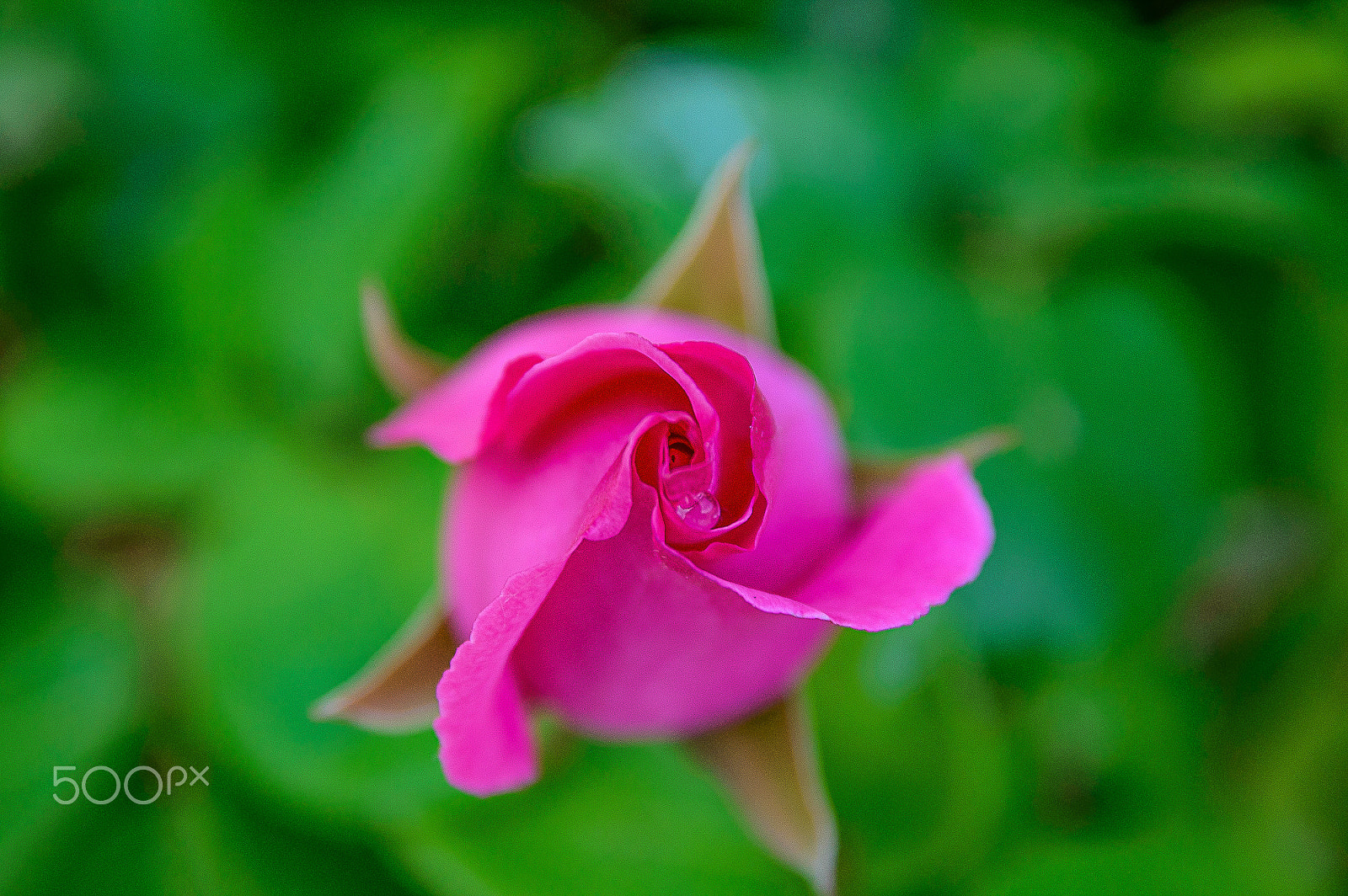 Nikon D3200 + Sigma 17-70mm F2.8-4 DC Macro OS HSM | C sample photo. Pink rose bloom photography