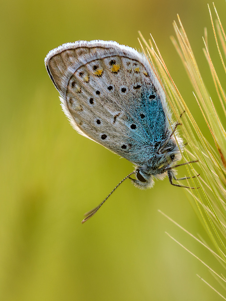 Nikon D7200 + Nikon AF Micro-Nikkor 60mm F2.8D sample photo. Polyommatus icarus photography