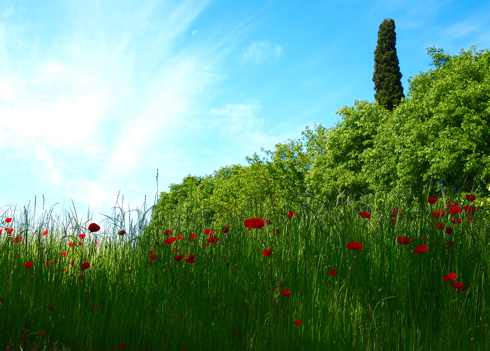 Panasonic Lumix G X Vario 12-35mm F2.8 ASPH Power OIS sample photo. Cypress, poppies and the moon photography